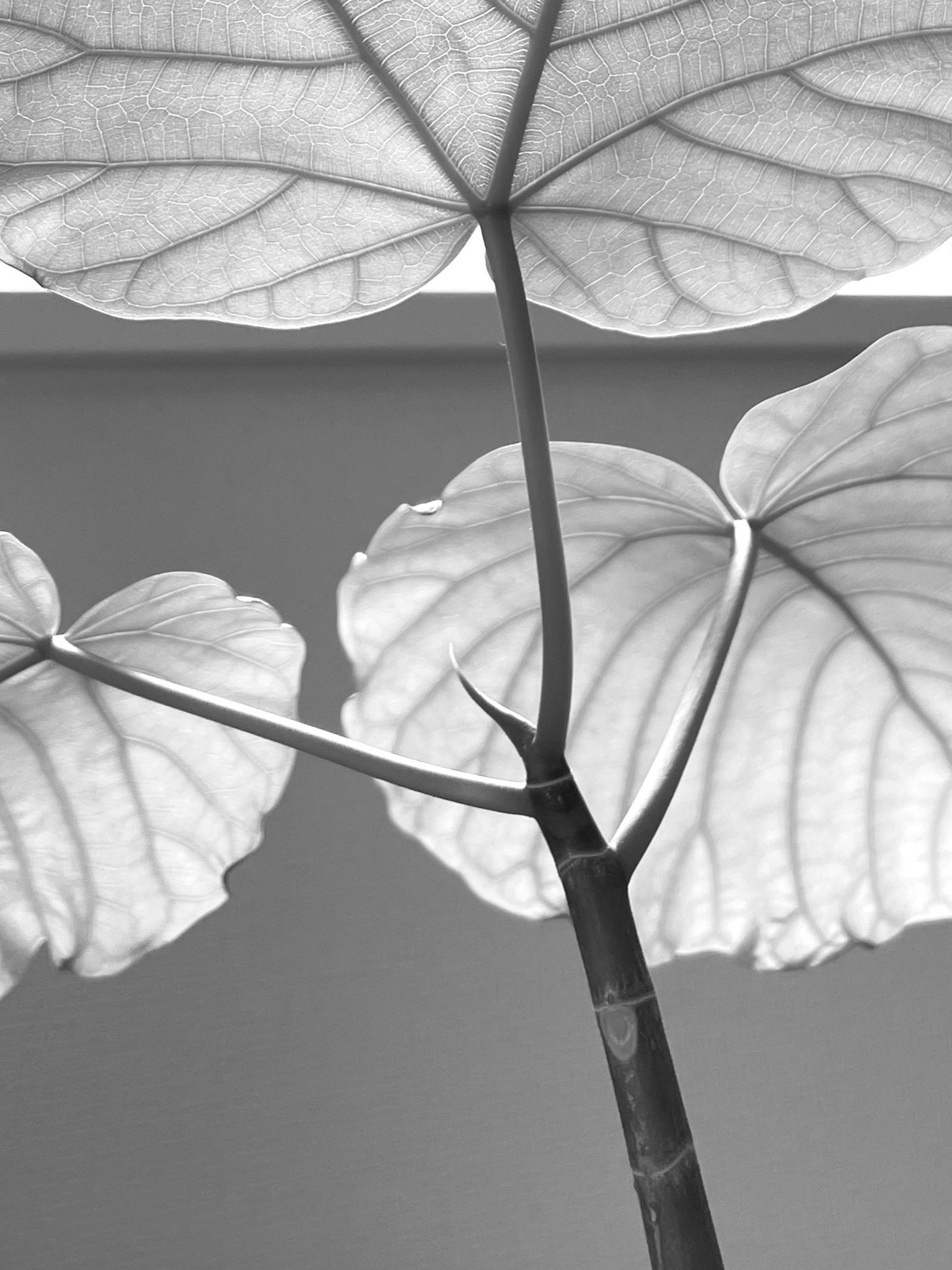 Acercamiento de hojas y tallos en blanco y negro que destacan la textura y las formas de las plantas