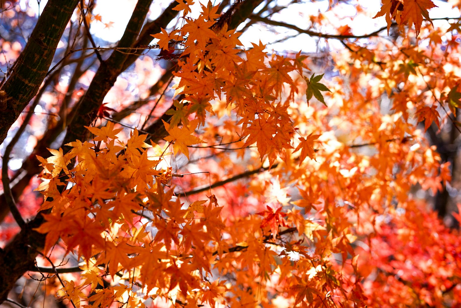Lebendige orangefarbene Herbstblätter an Bäumen