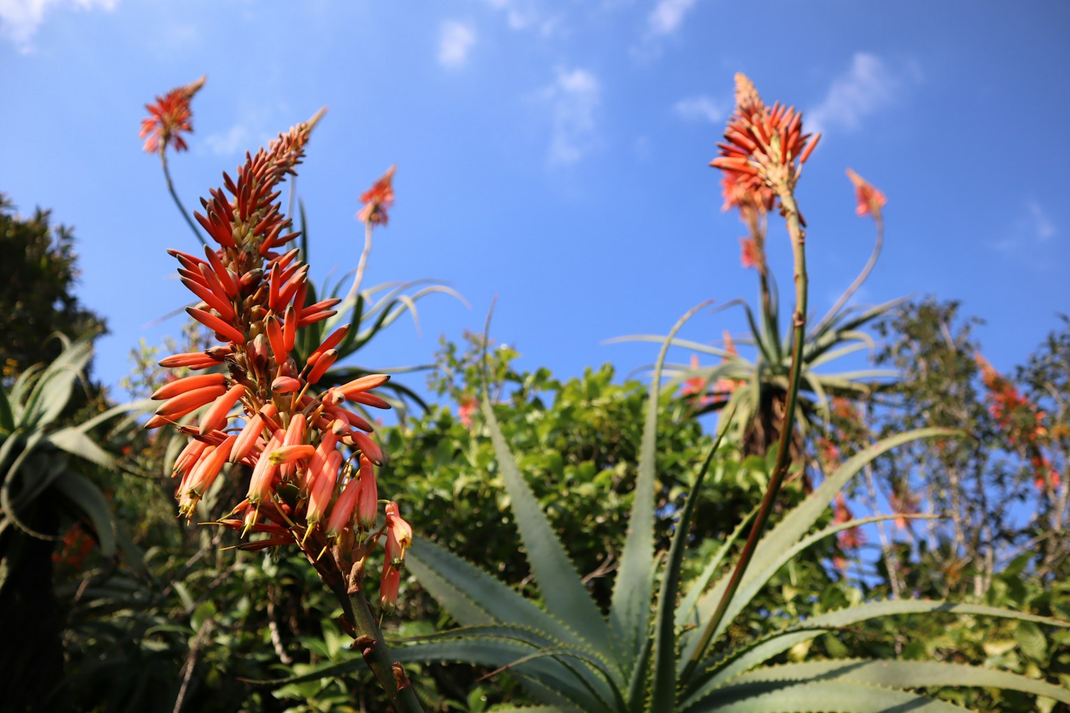 Plantes d'aloe avec des fleurs orange vif sous un ciel bleu