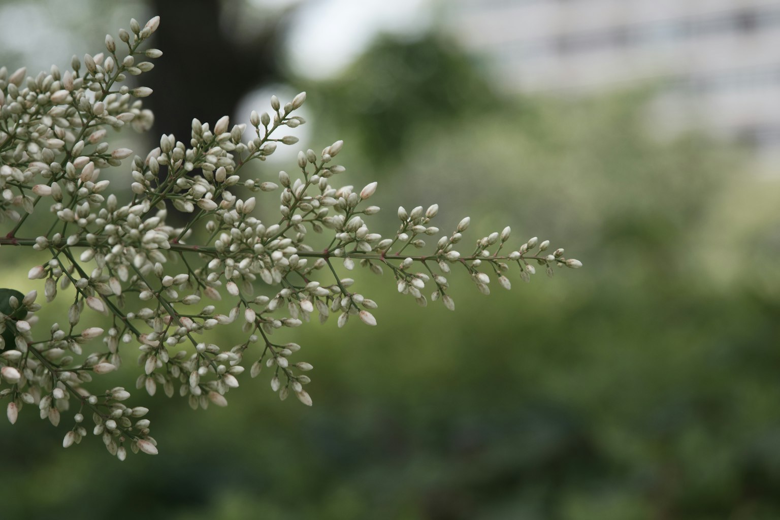 綠色背景下白色花蕾的植物特寫