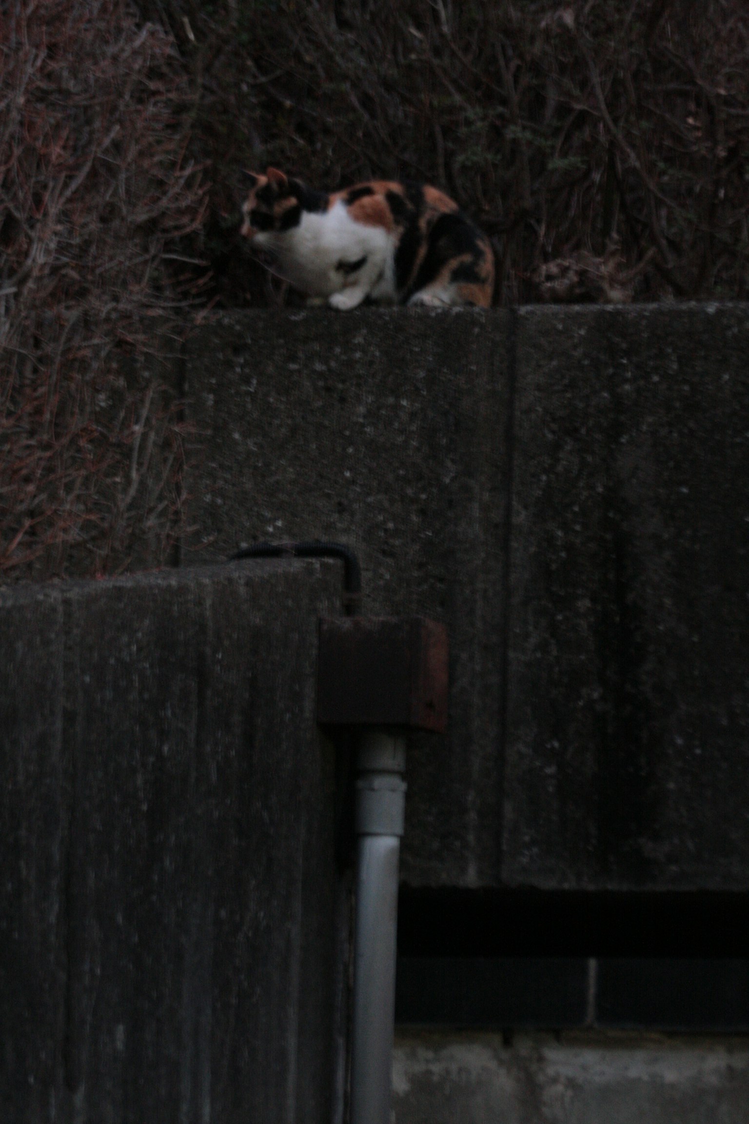 Image of a calico cat sitting on a wall