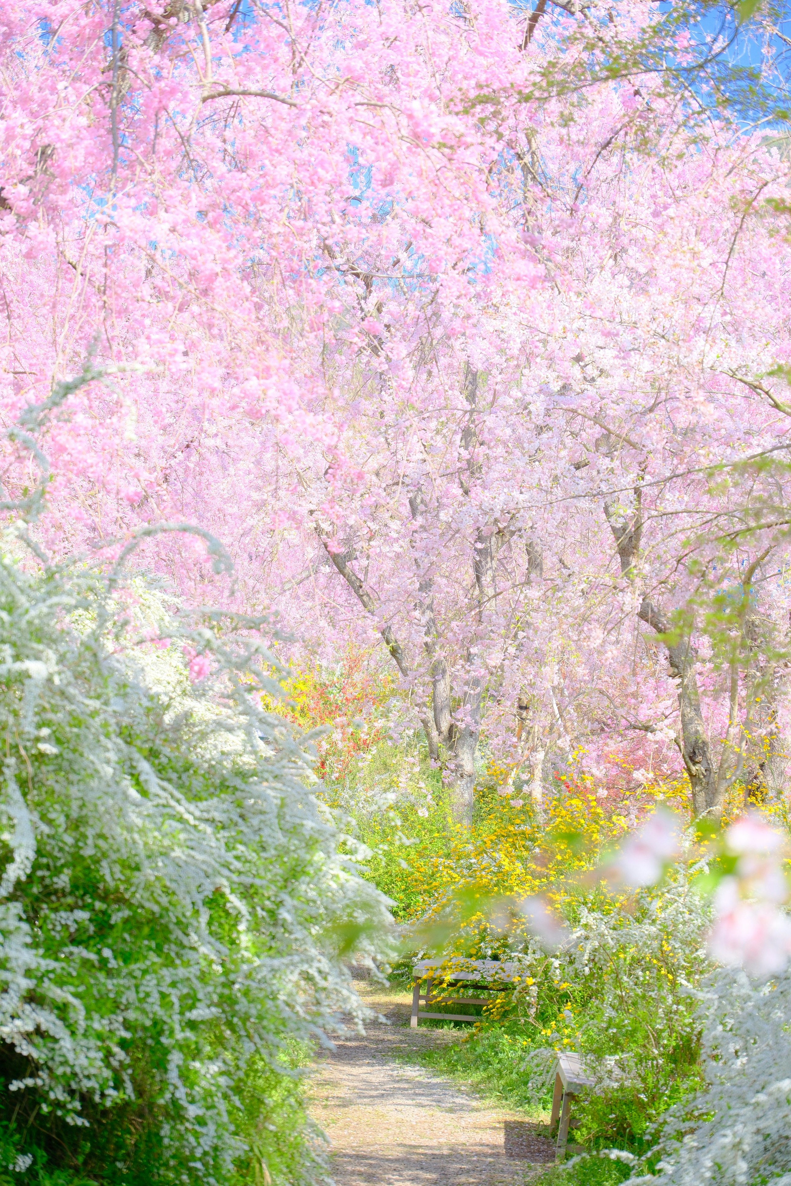 春色の原谷苑で咲く桜並木の小道