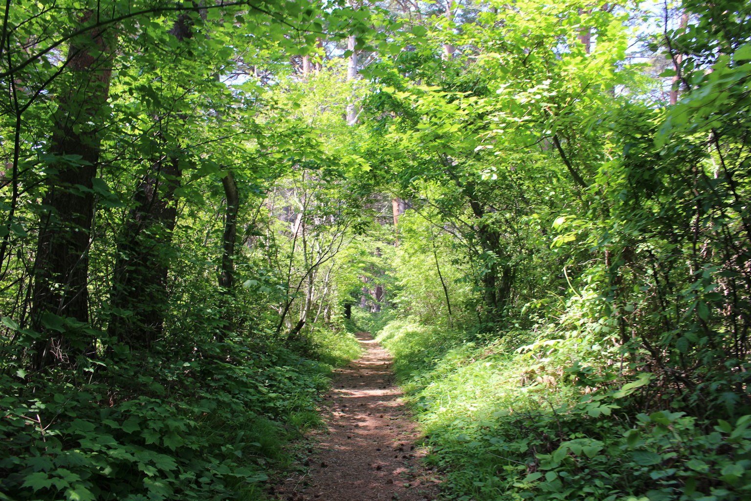 Un sendero sereno rodeado de árboles verdes exuberantes