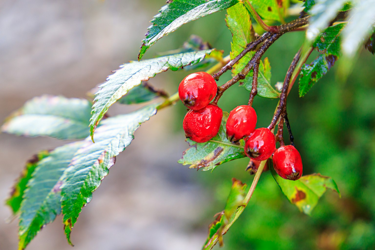 Ramo con bacche rosse lucide e foglie verdi