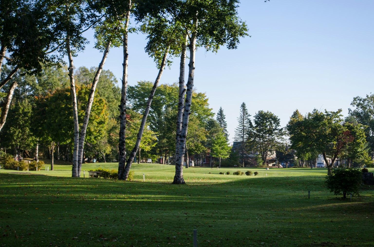 Lush green park landscape featuring tall trees and a clear blue sky