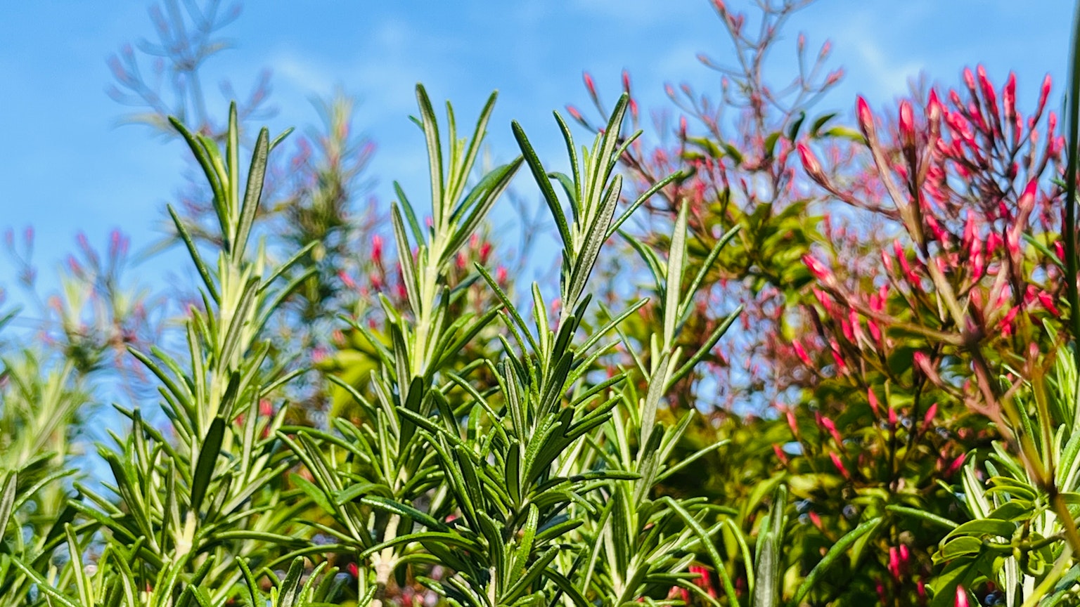 Grüne Kräuter mit blauem Himmel im Hintergrund und roten Pflanzen