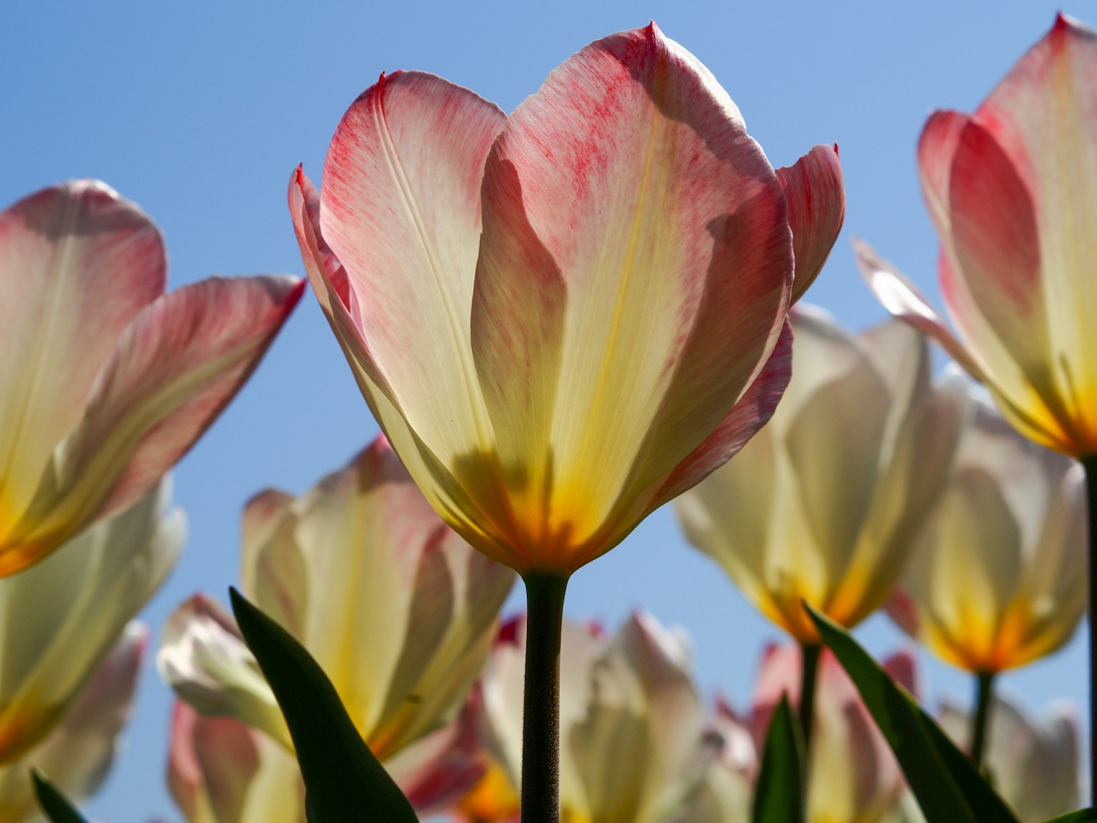 Close-up bunga tulip merah muda dan kuning dengan latar belakang langit biru