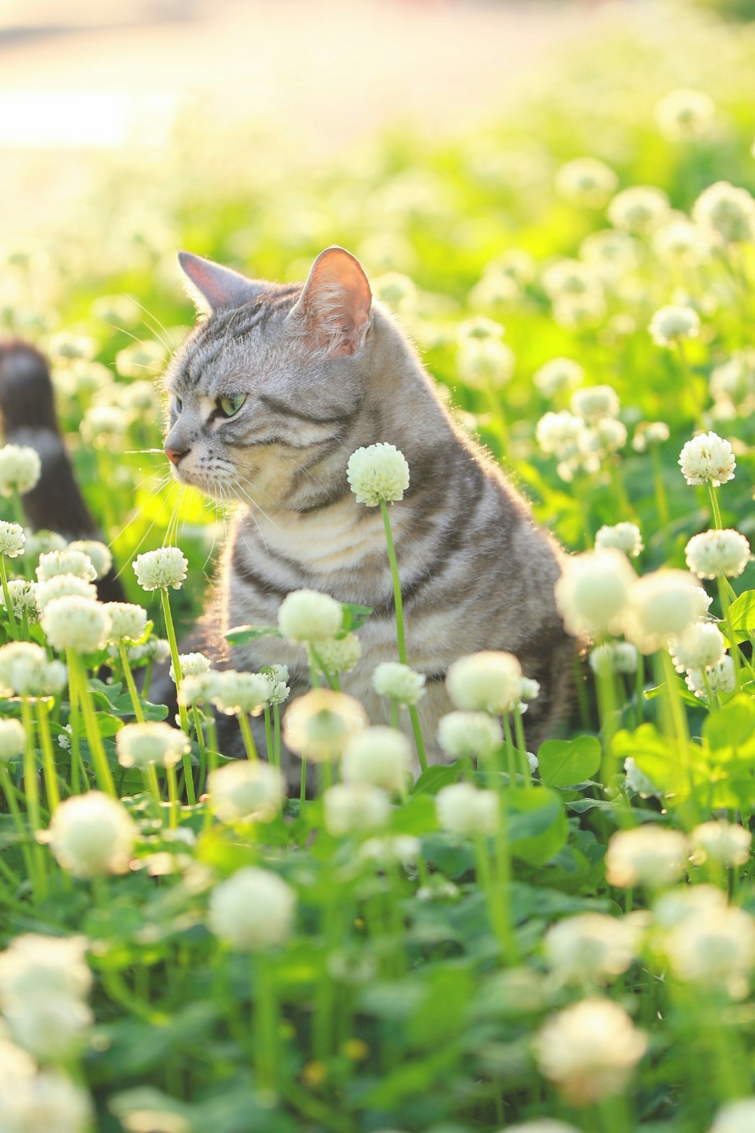 Kucing abu-abu duduk di antara bunga semanggi putih