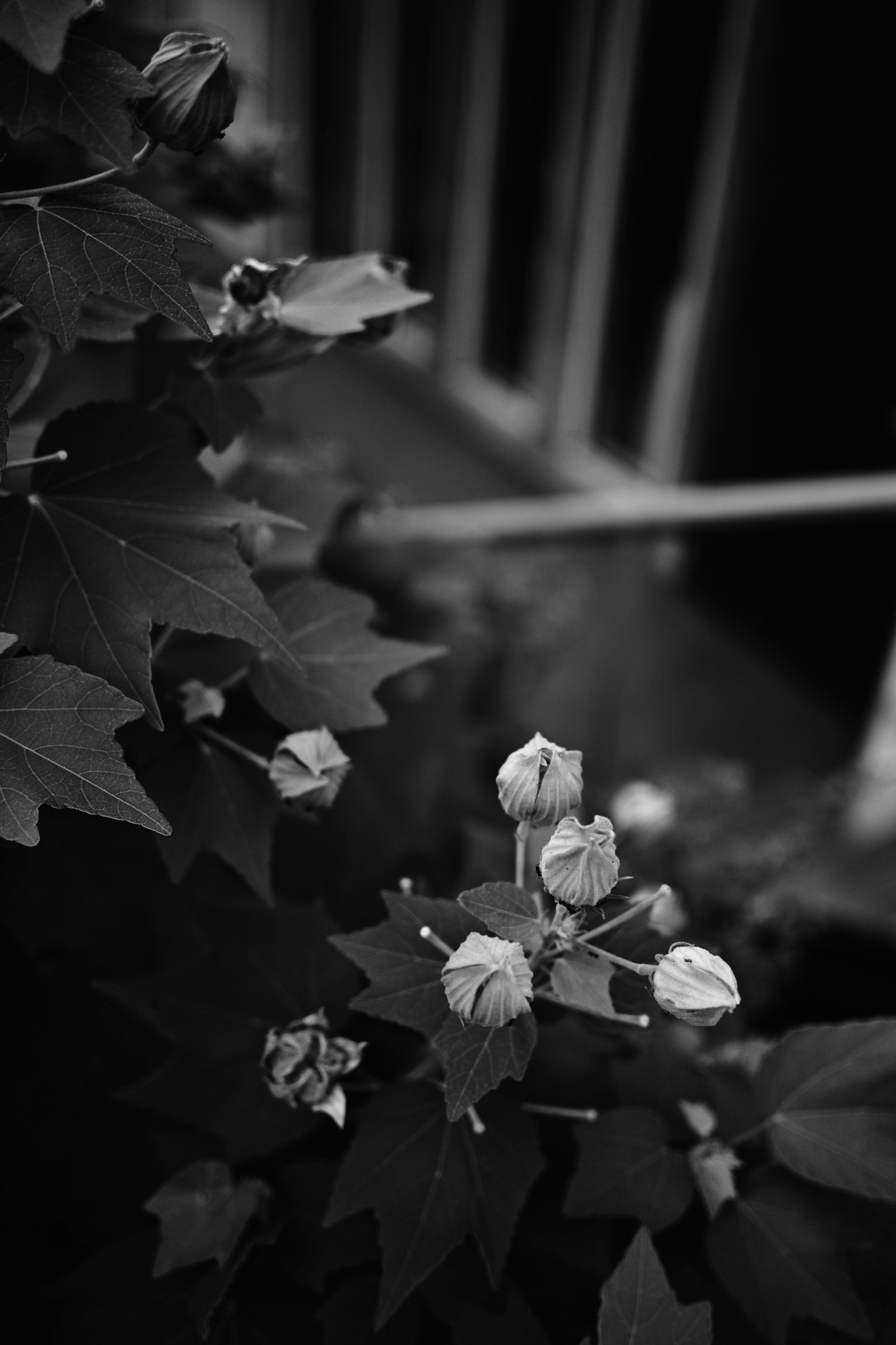 Black and white image of a plant with flower buds and leaves