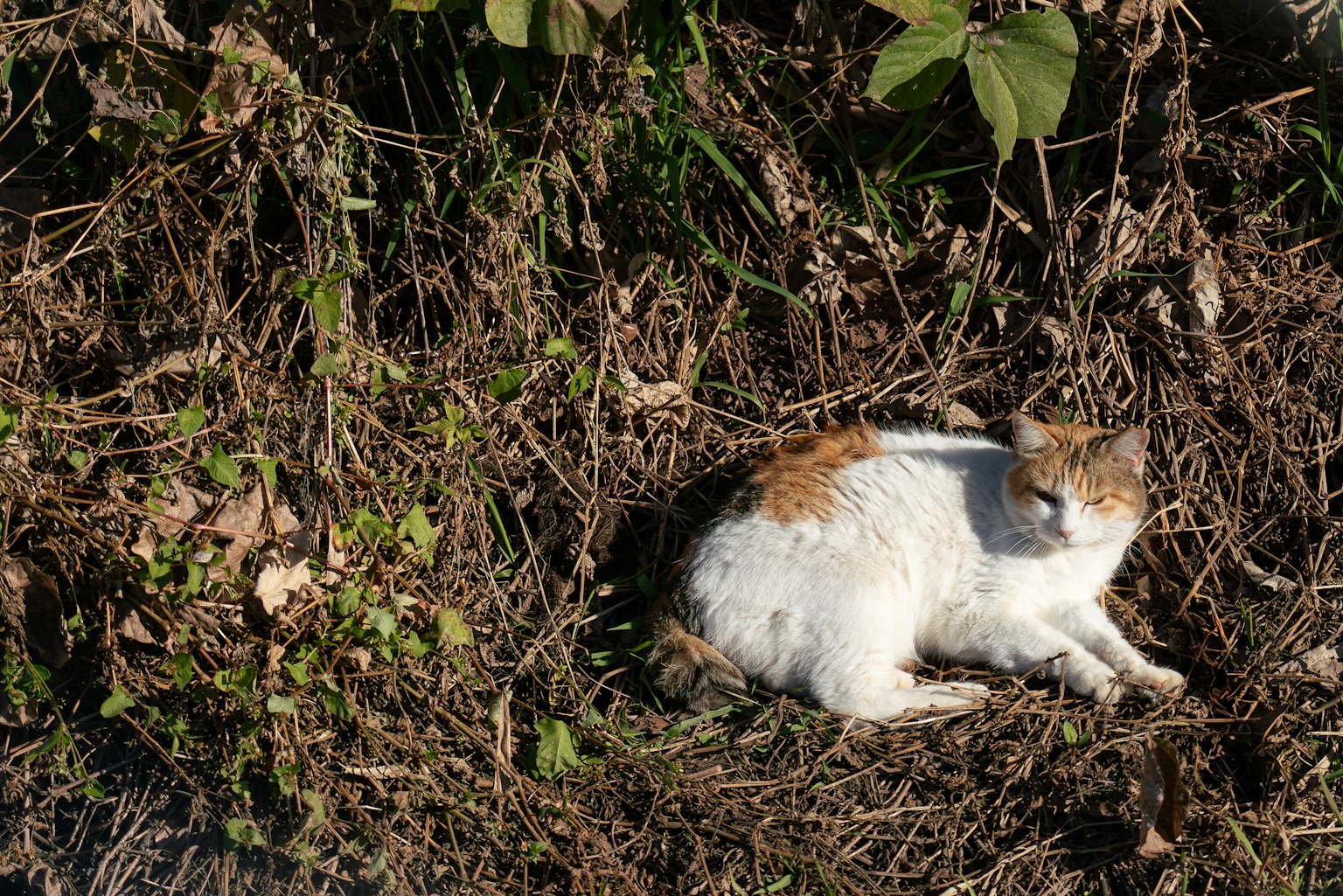 ํ๋ฐญ์ ๋์ ์๋ ํฐ์ ๊ณ ์์ด ๋ฑ์๋ ๊ฐ์ ๋ฐ์ ์ด ์์