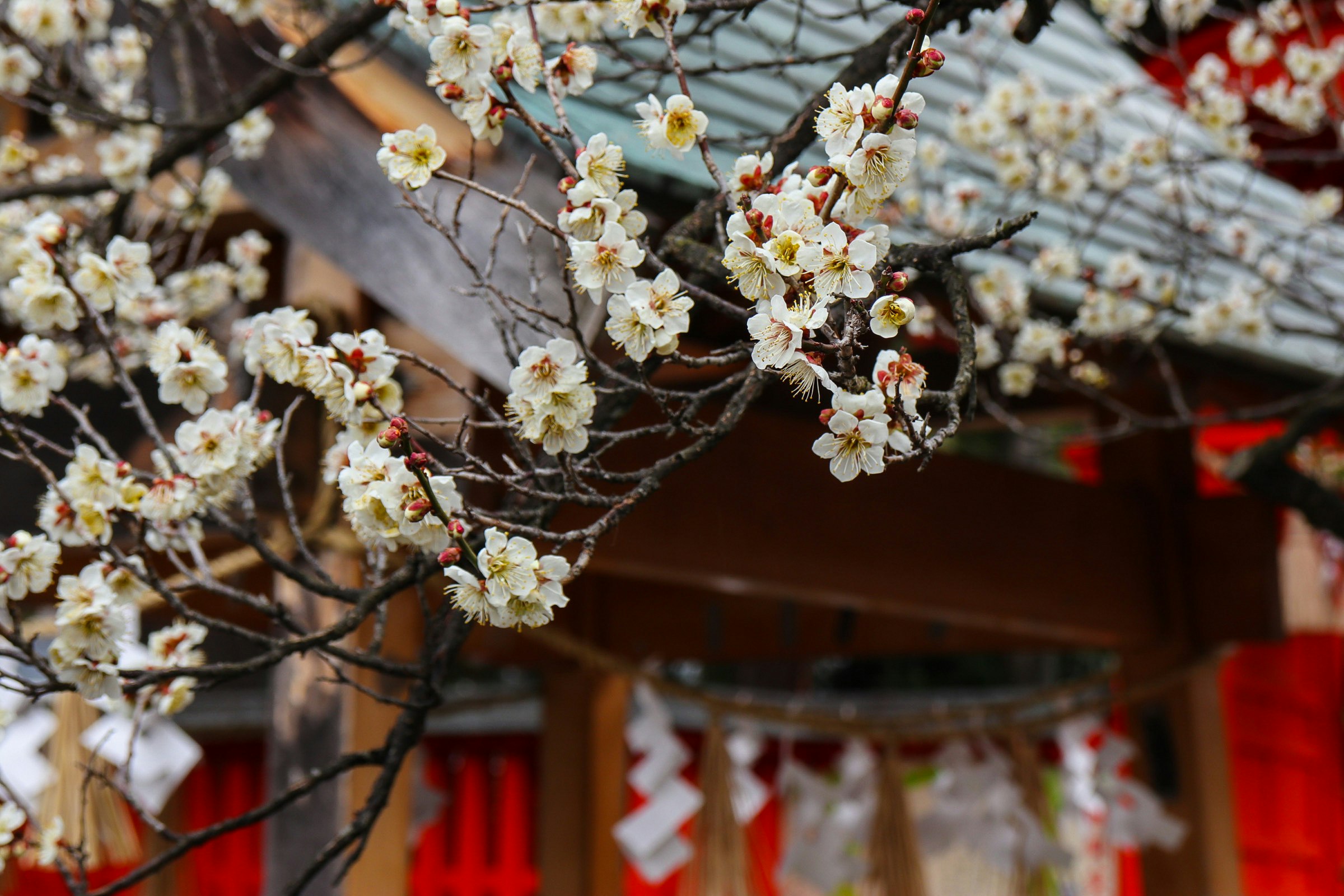 梅の花が咲く赤い提灯のある軒先