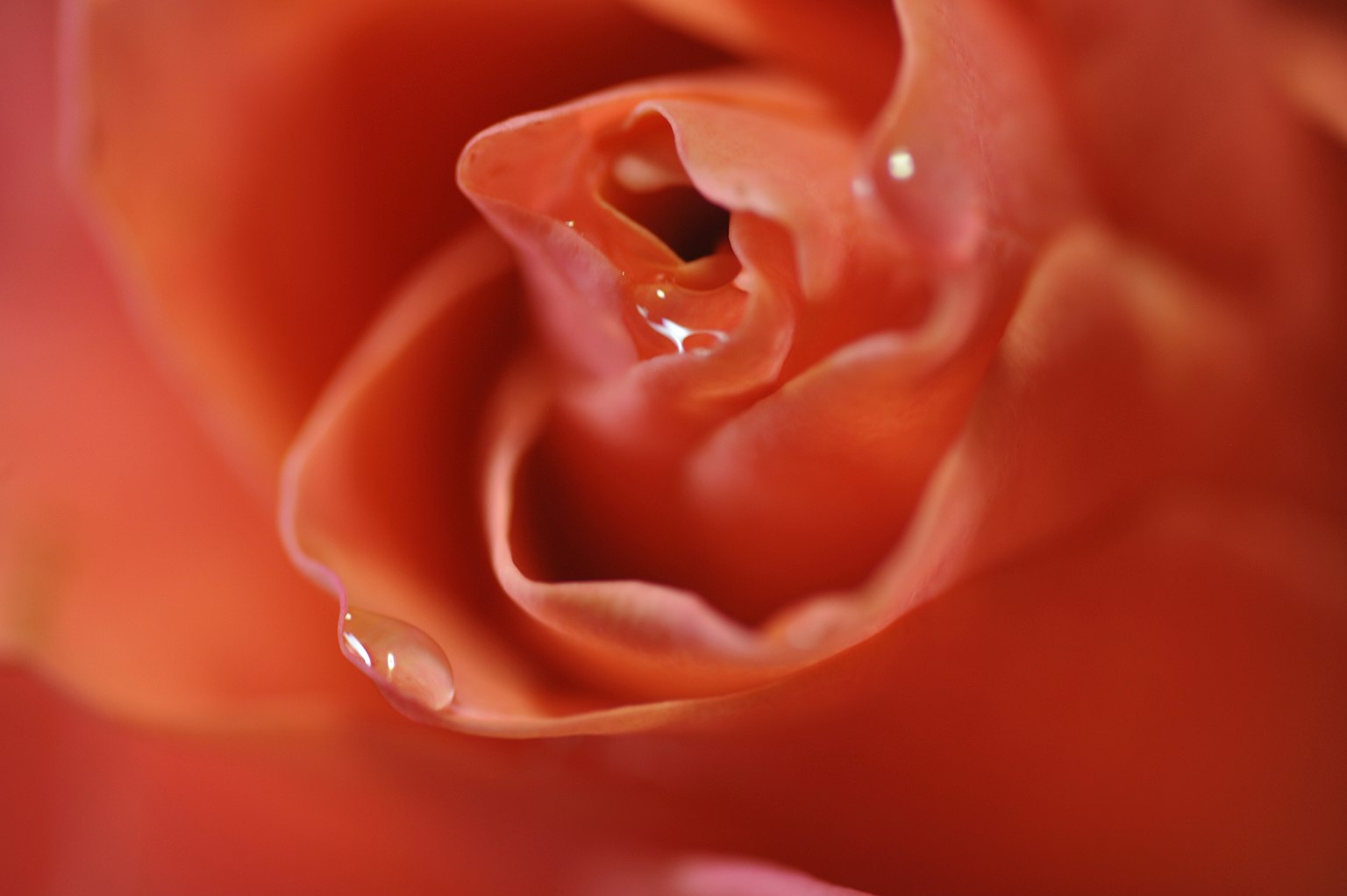Acercamiento de un pétalo de rosa naranja vibrante