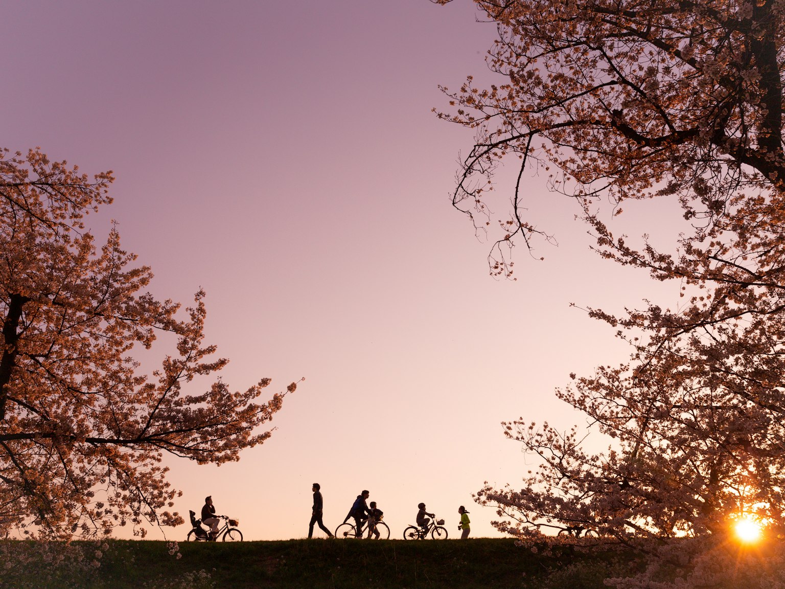 Silhouettes de personnes faisant du vélo sous des cerisiers en fleurs au coucher du soleil