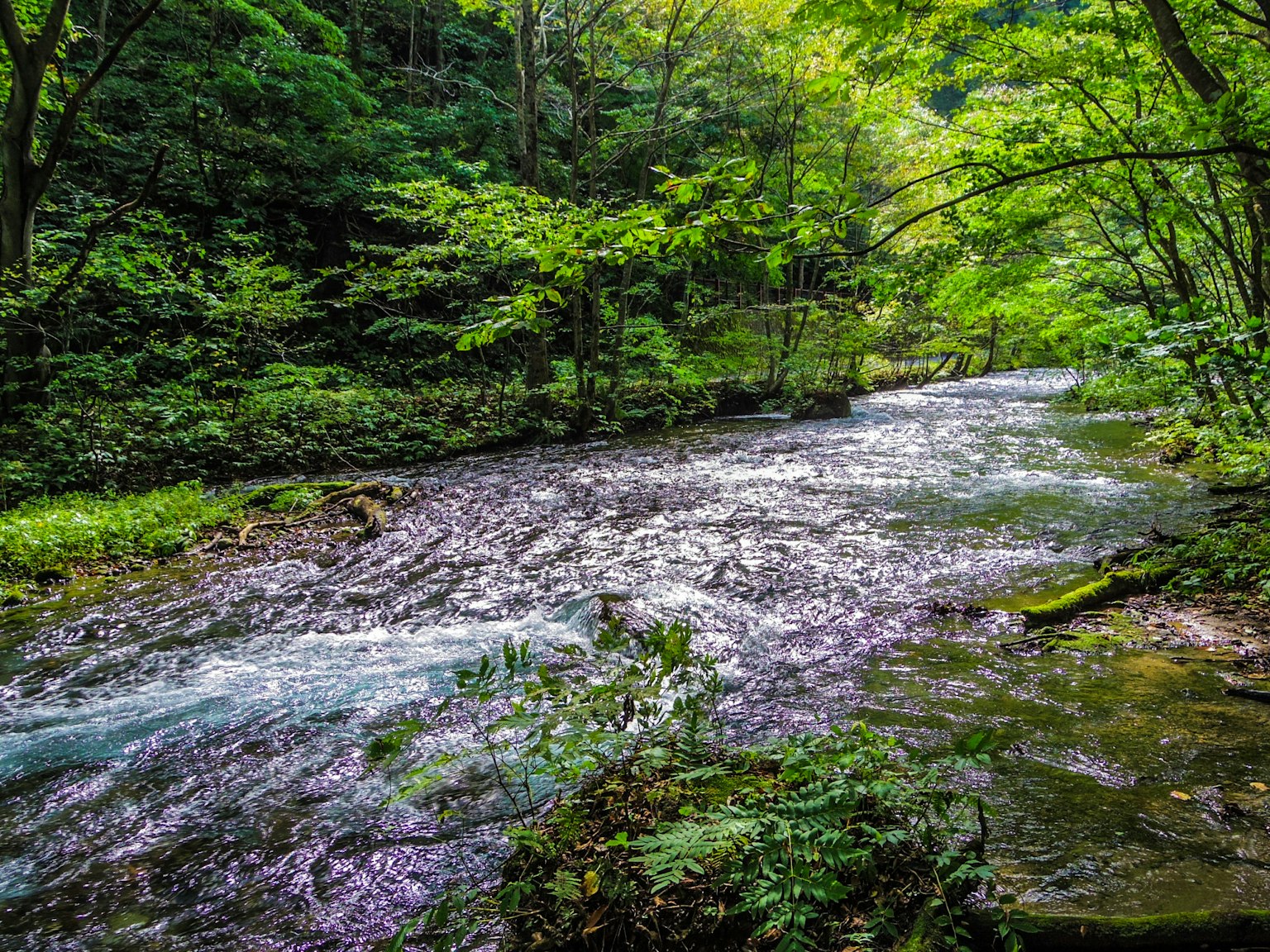Fiume sereno circondato da alberi verdi lussureggianti