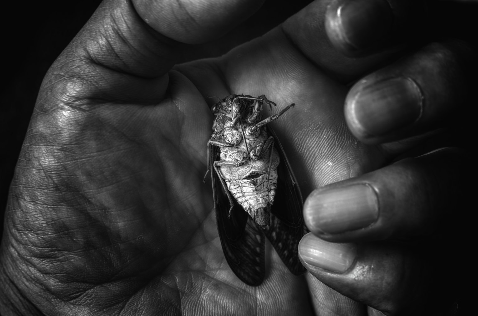 Una cicala tenuta in una mano in bianco e nero