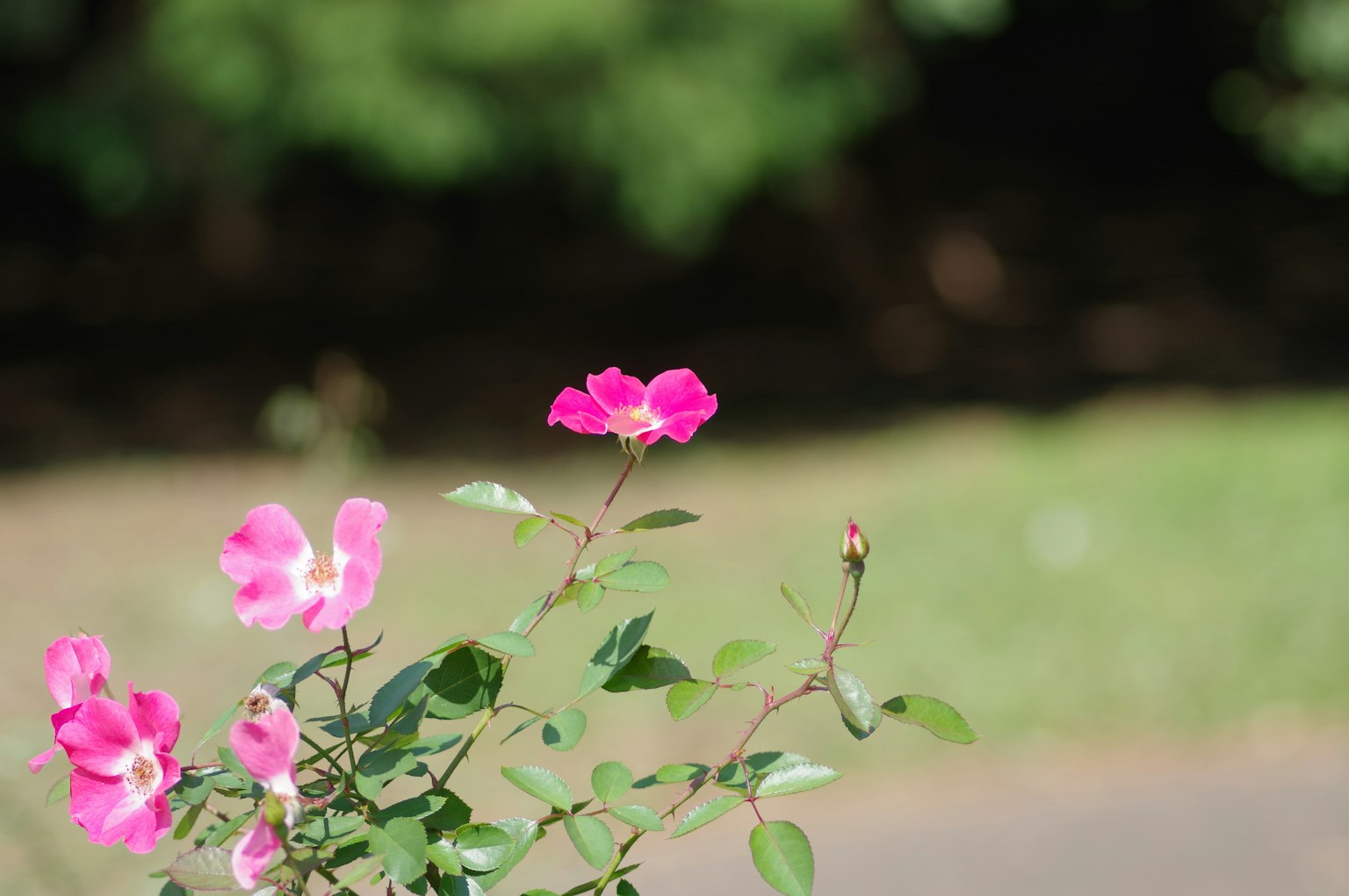 Foto de una planta con flores rosas vibrantes