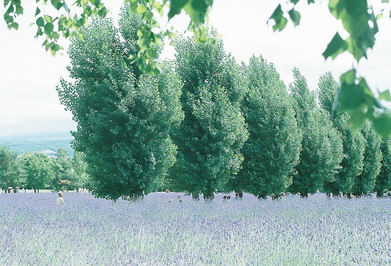 Row of lush green trees beside a lavender field