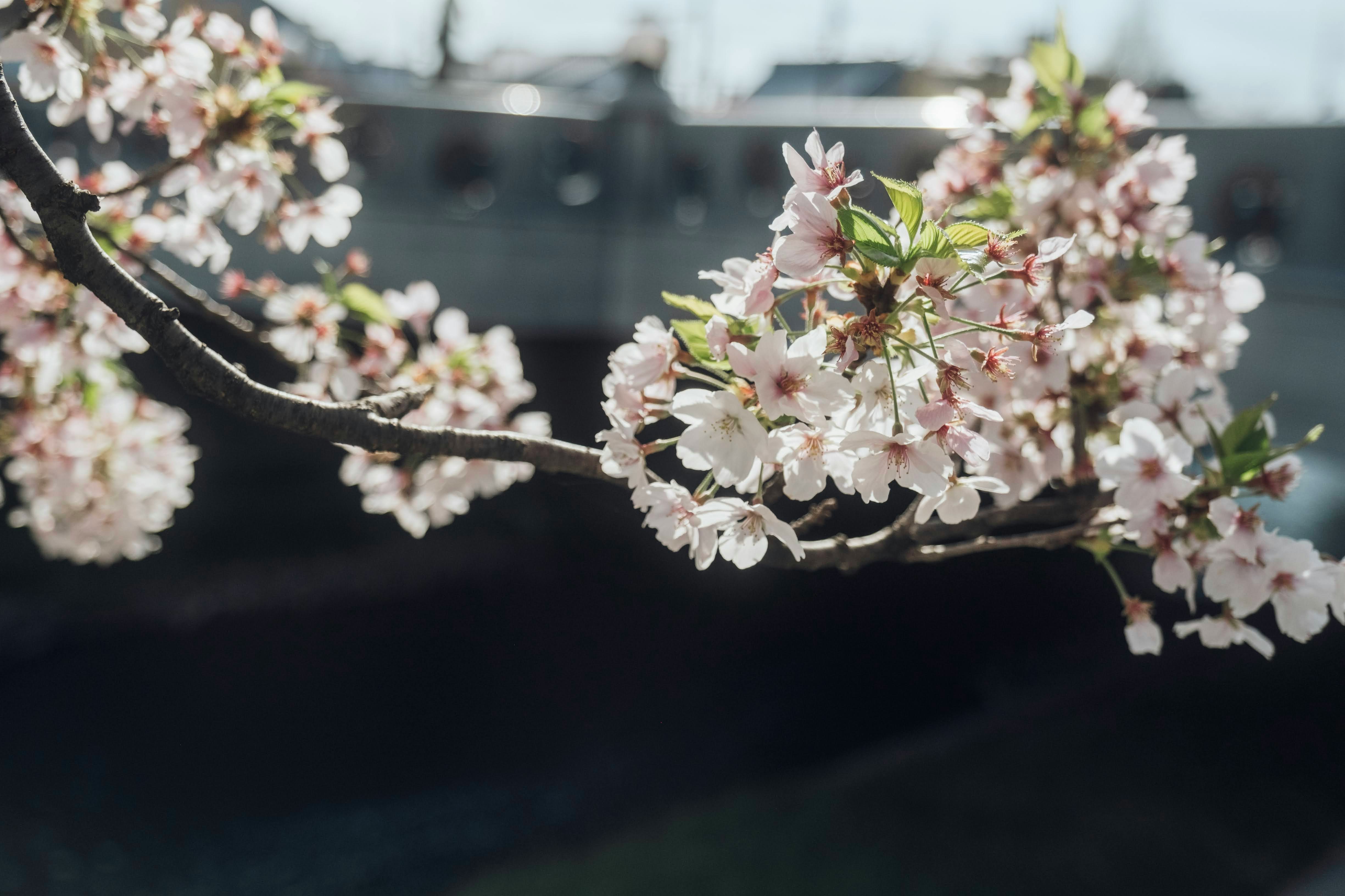 桜の花が枝に咲く春の庭の風景