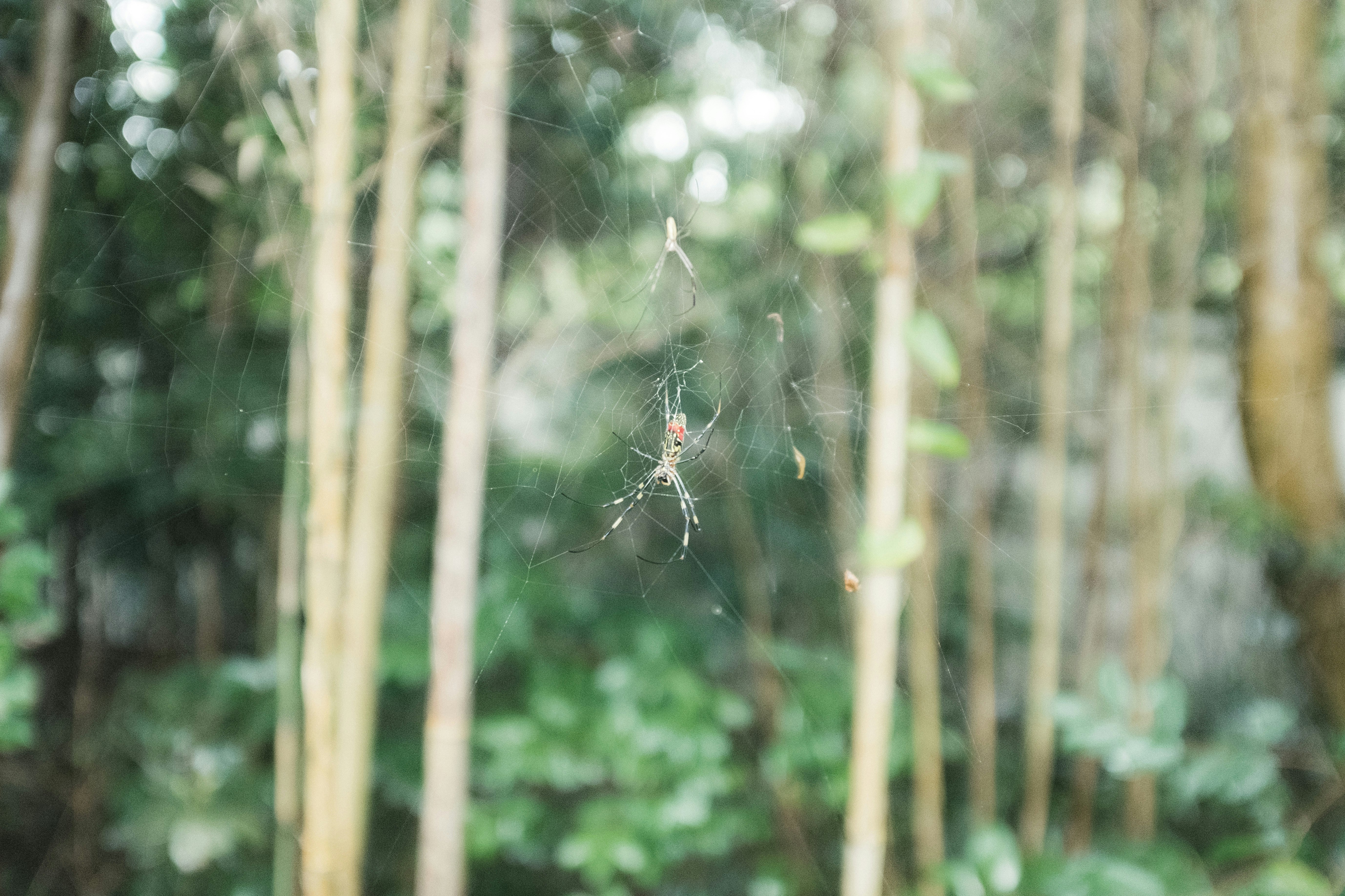 fines toiles d’araignée qui vibrent dans une forêt de bambous