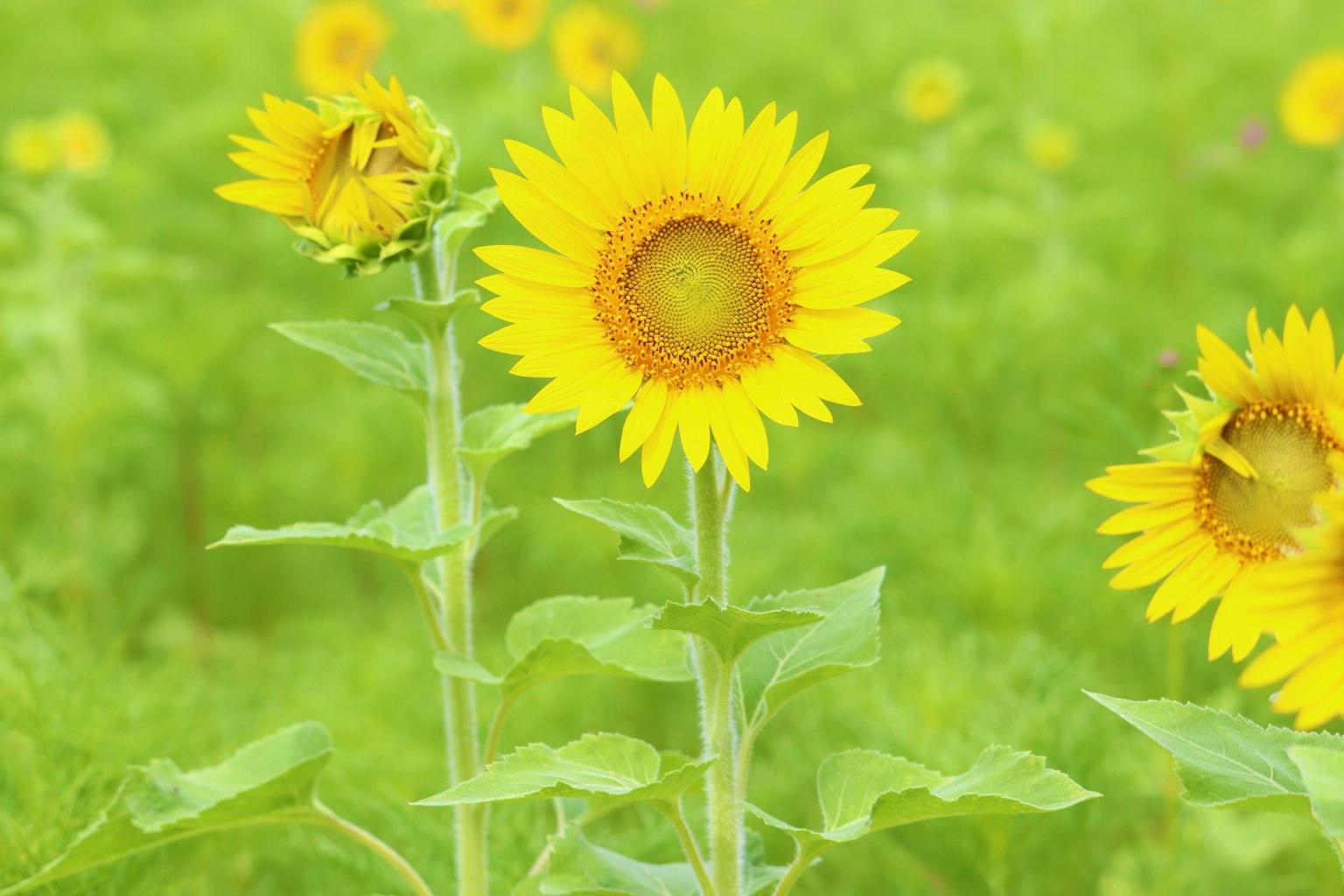 Helle gelbe Sonnenblumen blühen vor einem grünen Hintergrund