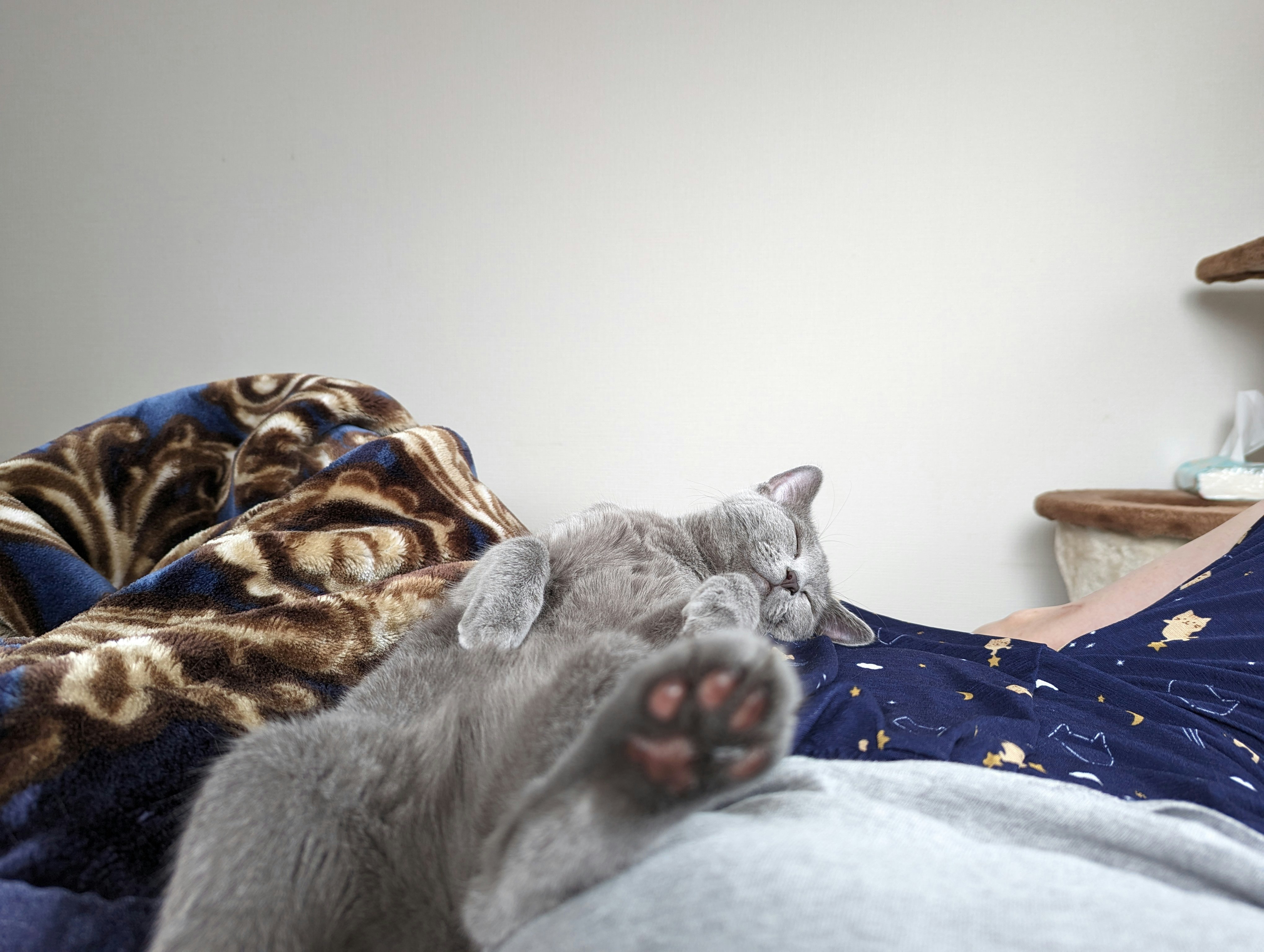 灰色小猫在毯子上休息