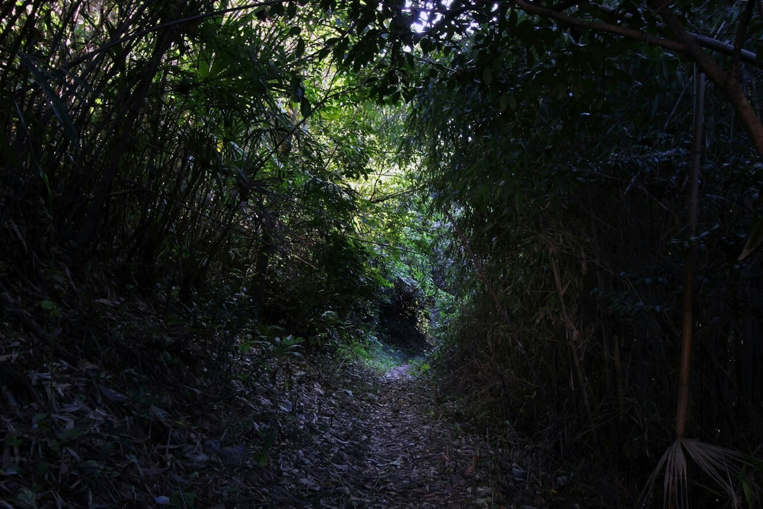 Dunkler Waldweg umgeben von grünen Bäumen