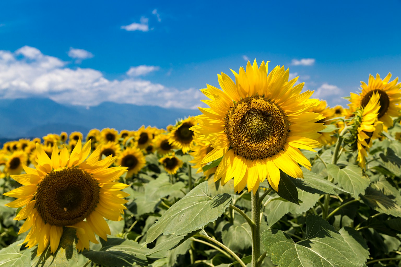 Ein lebhaftes Sonnenblumenfeld unter einem klaren blauen Himmel