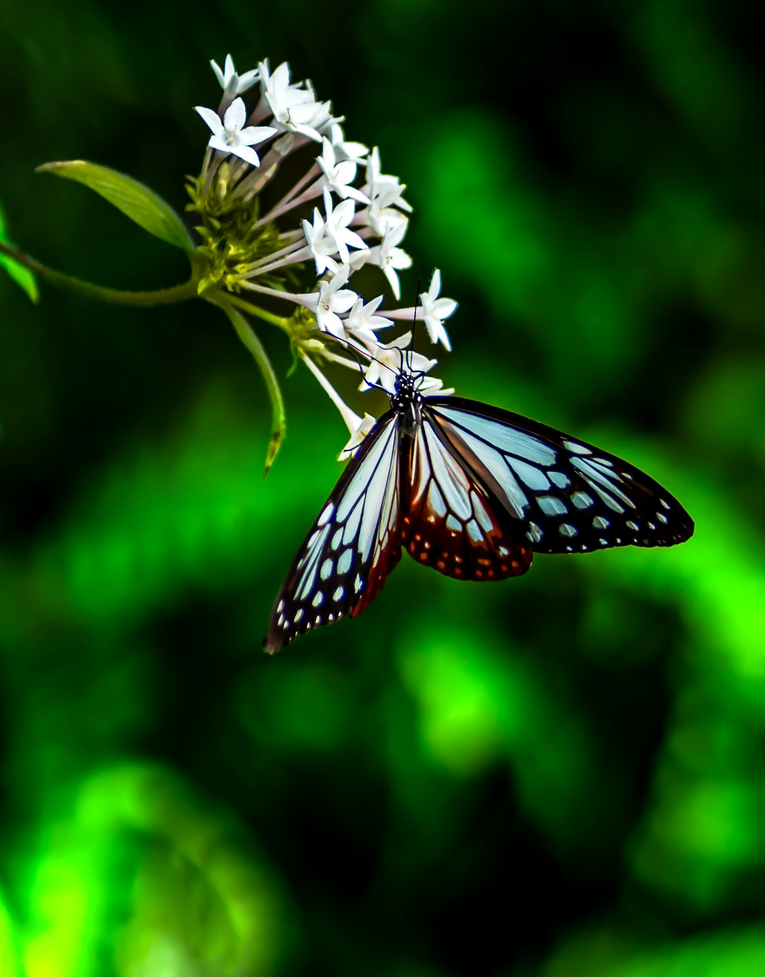 Beautiful scene of a blue butterfly perched on white flowers
