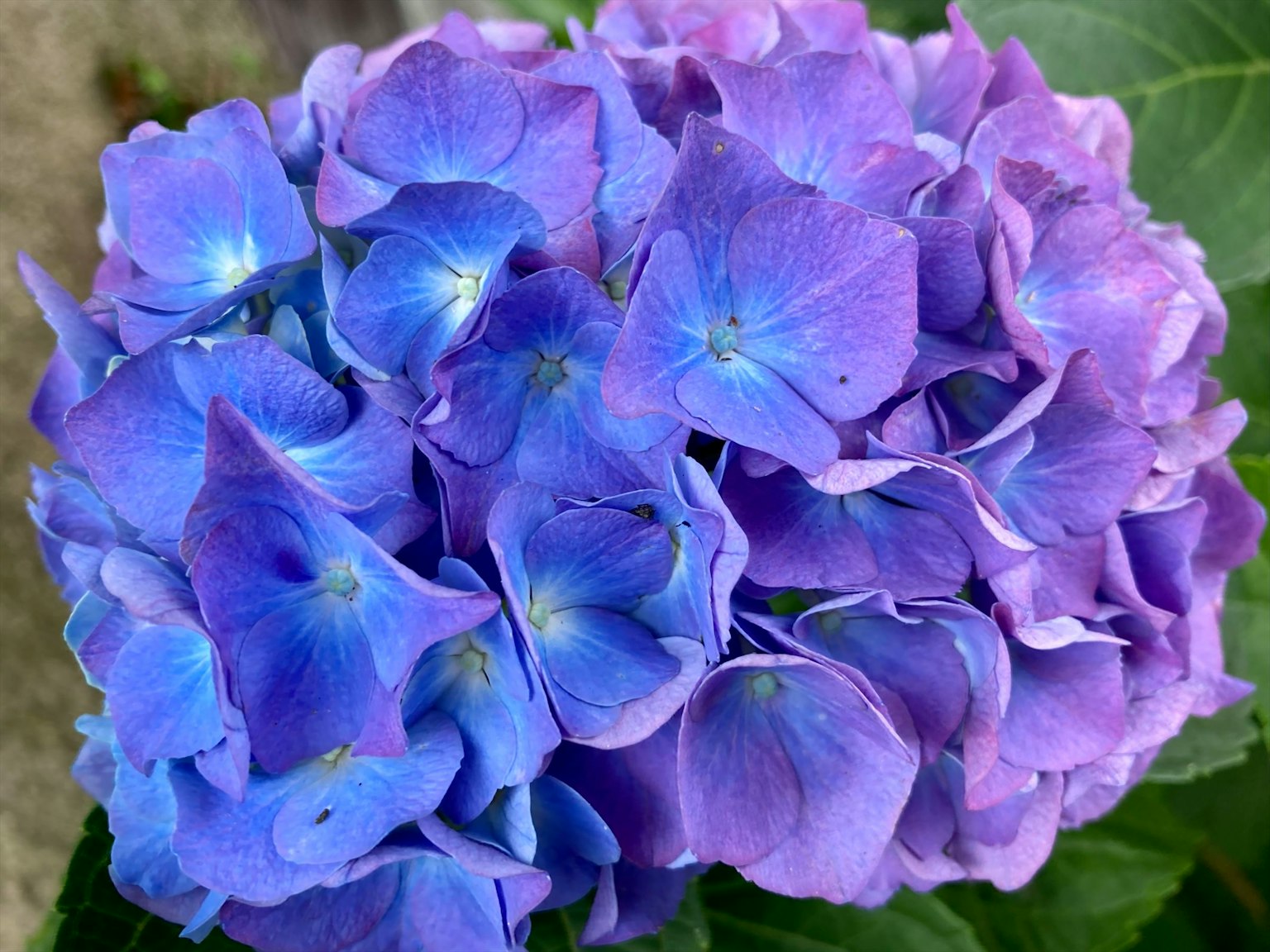 Gros plan de fleurs d'hortensia bleues et violettes