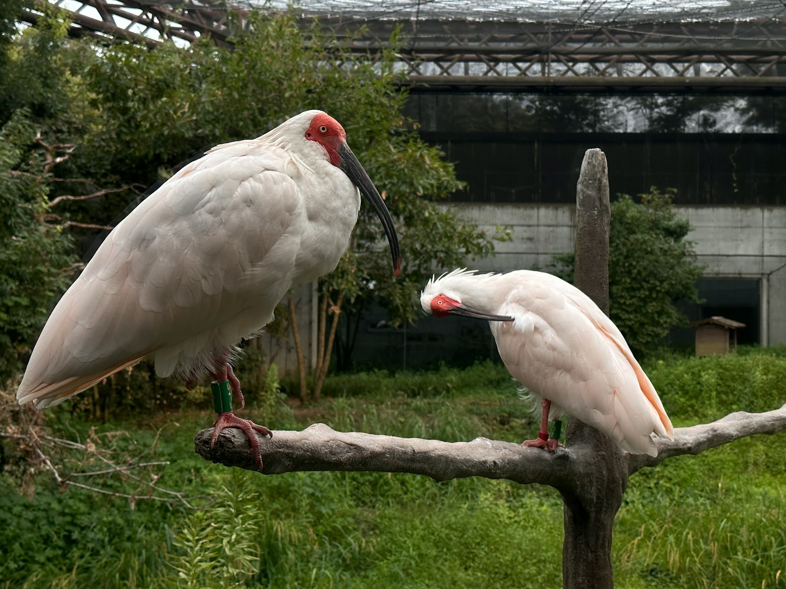 Two white birds perched on a branch in a lush green environment