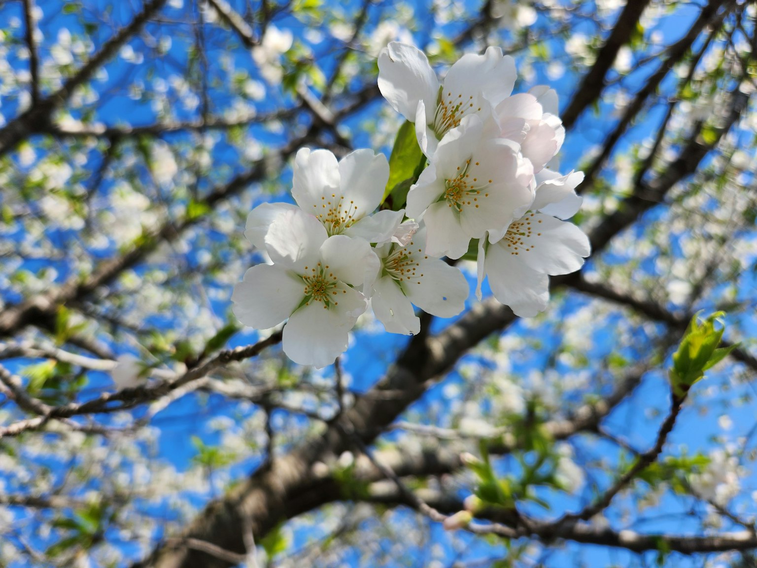Fiori di ciliegio bianchi che fioriscono contro un cielo blu