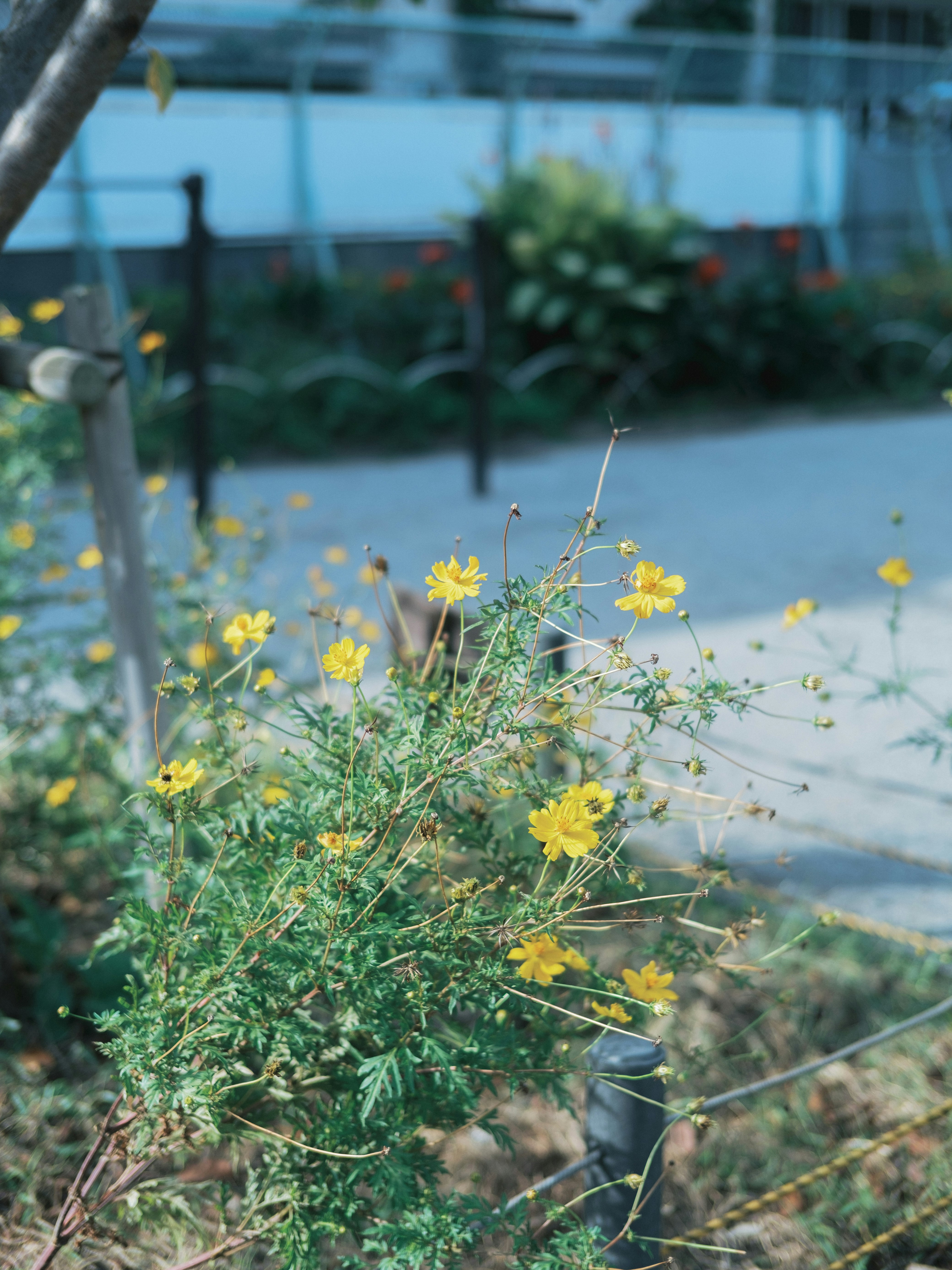 花壇の黄色い小花と緑の草