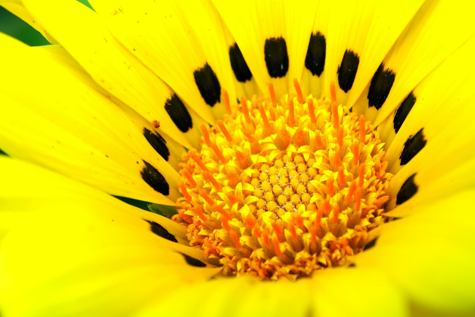Nahaufnahme einer lebhaften gelben Blume mit orangefarbenen Staubblättern und schwarzen Flecken