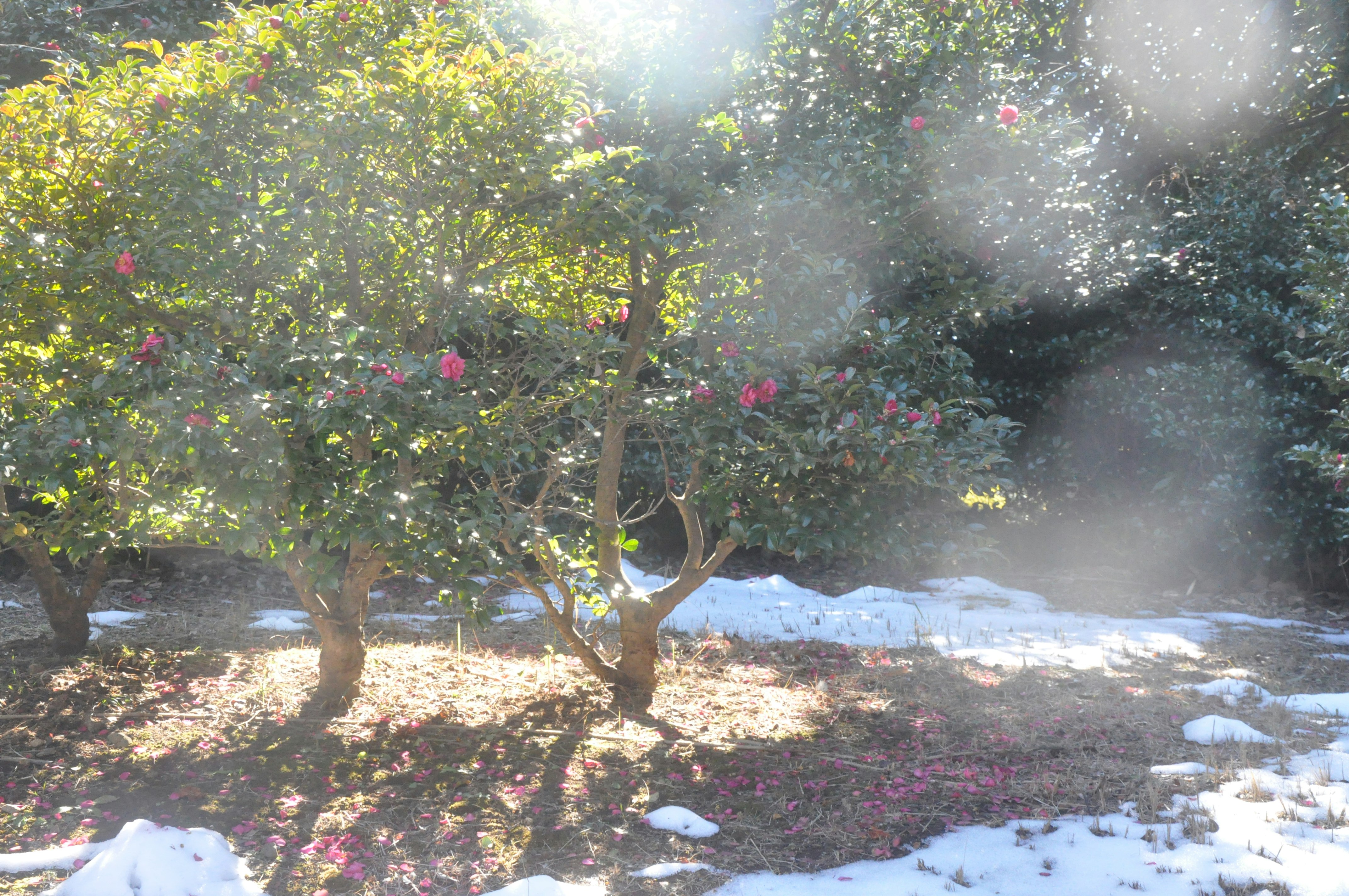雪の残る庭で咲く花と木々のある風景