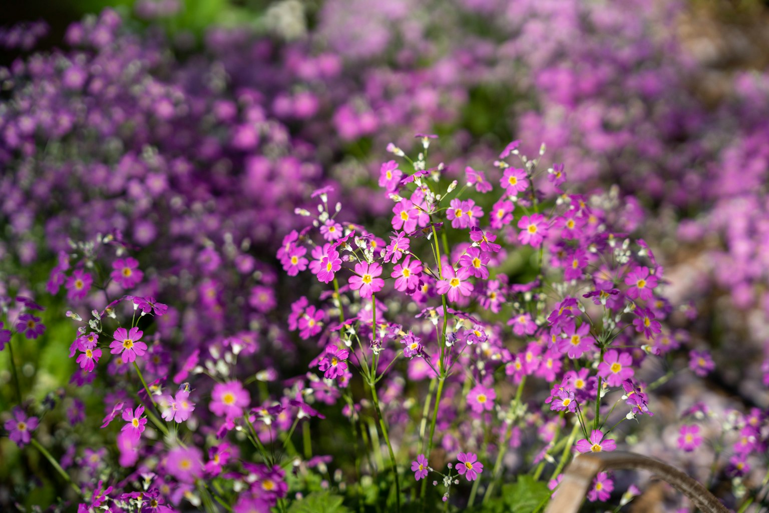 Fiori viola vivaci in fiore con foglie verdi visibili