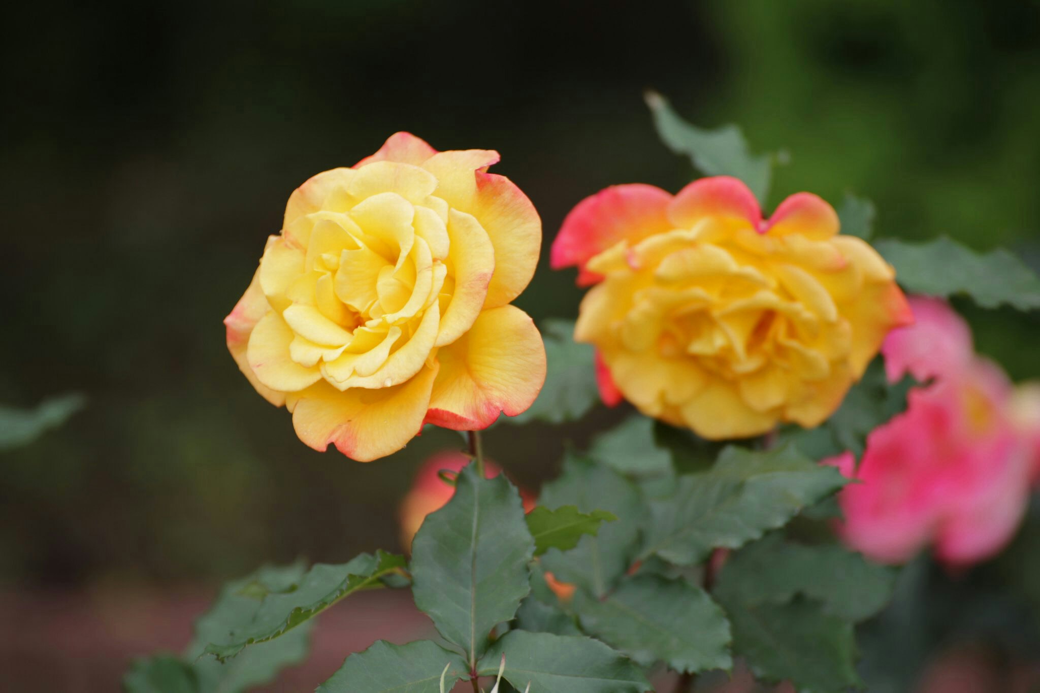 花びらの質感が際立つ黄色と赤のバラのクローズアップ
