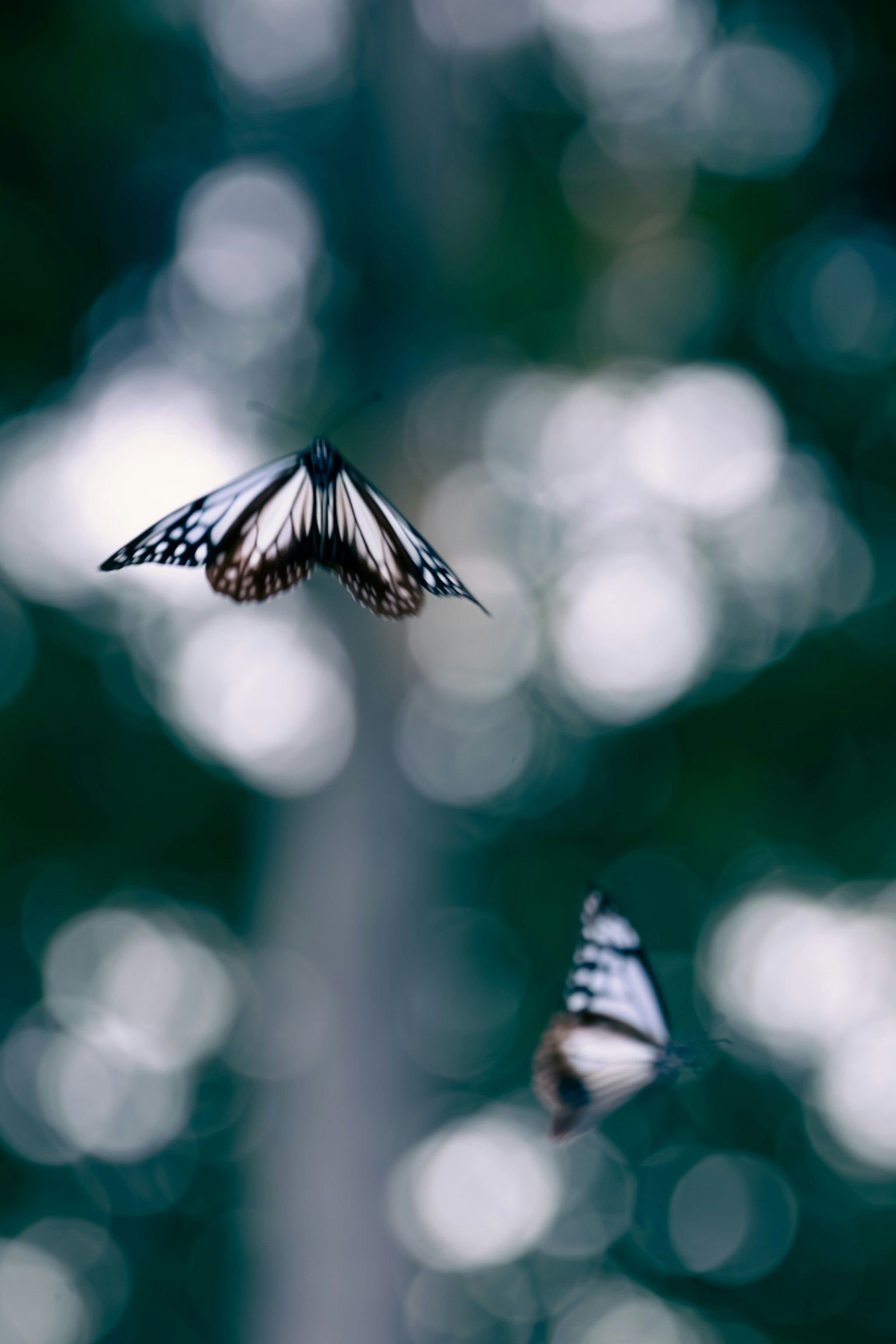 Gros plan de deux papillons volant sur un fond bleu