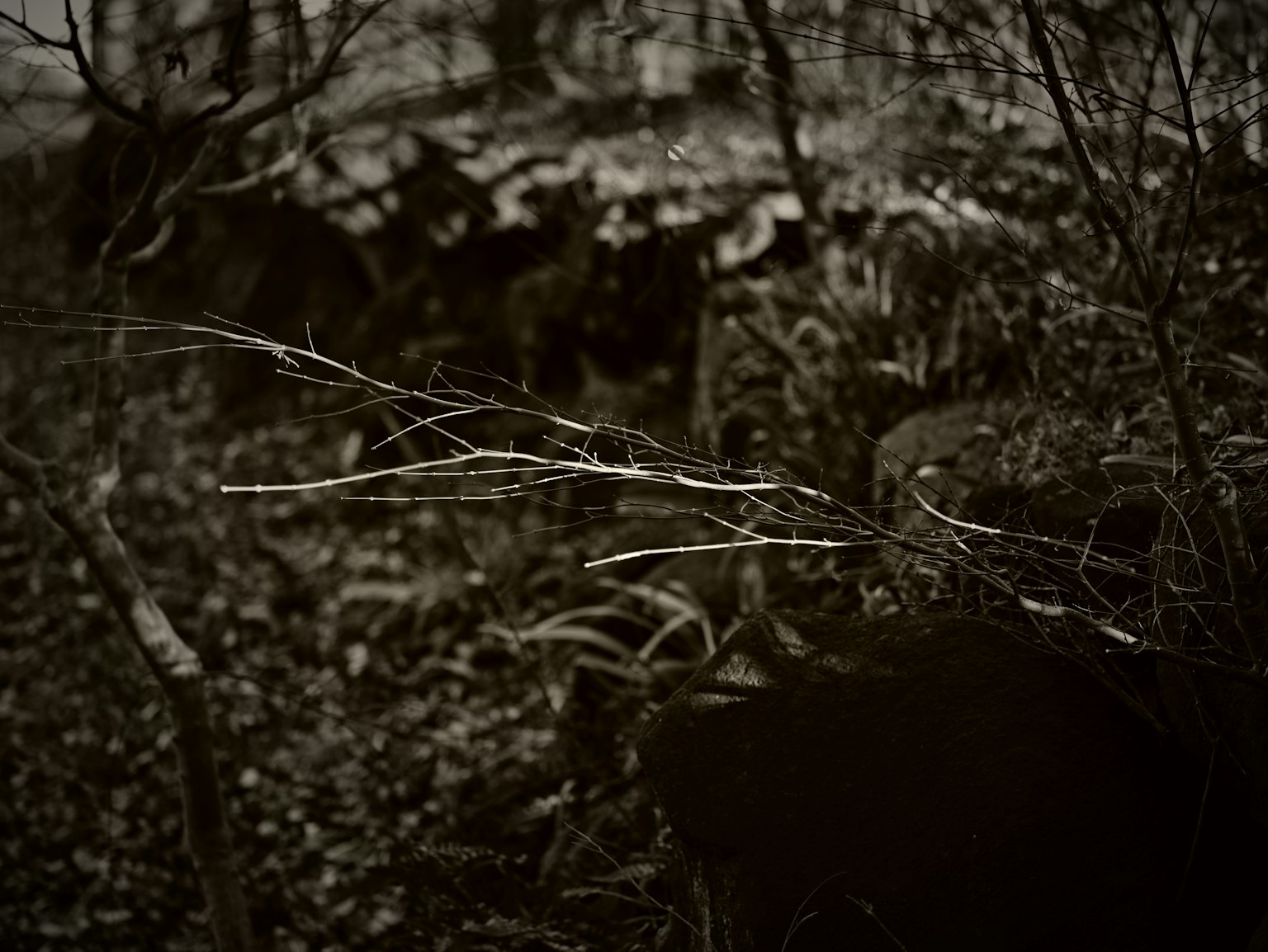 Dünner Zweig in einem dunklen Wald mit felsigem Hintergrund