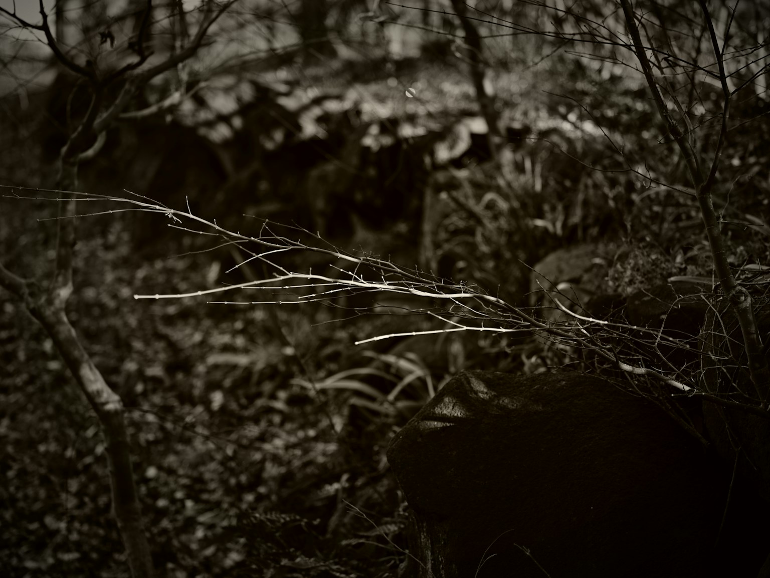 Dahan ranting di hutan gelap dengan latar belakang berbatu