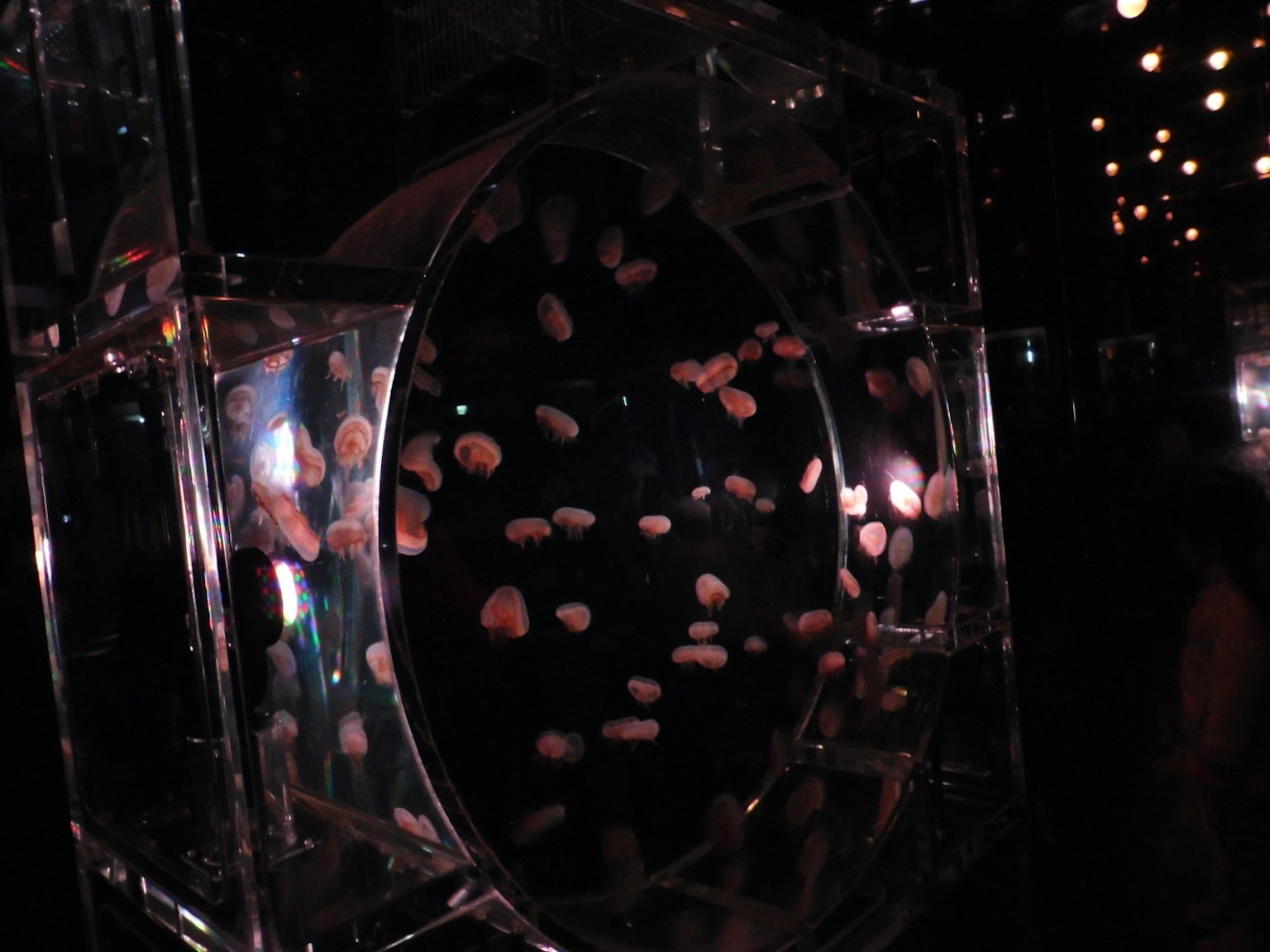 Immagine di un acquario di meduse che mostra meduse fluttuanti in un serbatoio circolare