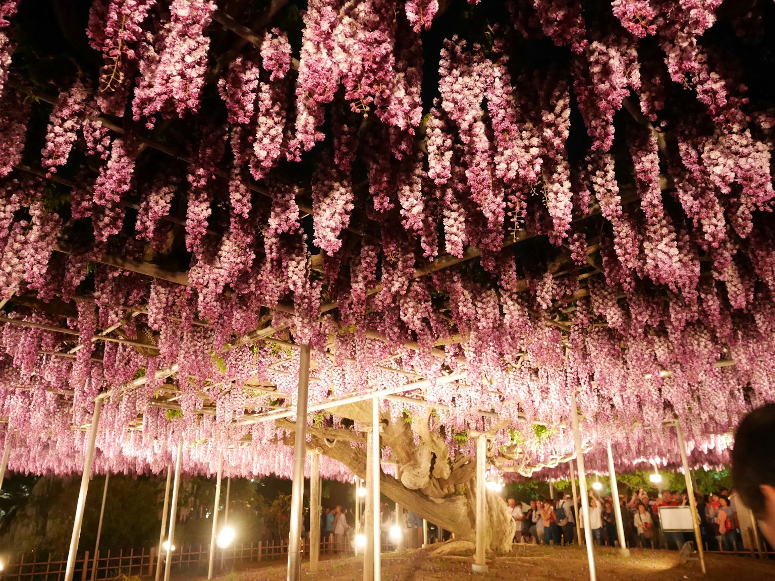 Un tunnel adornato con fiori di glicine viola in piena fioritura
