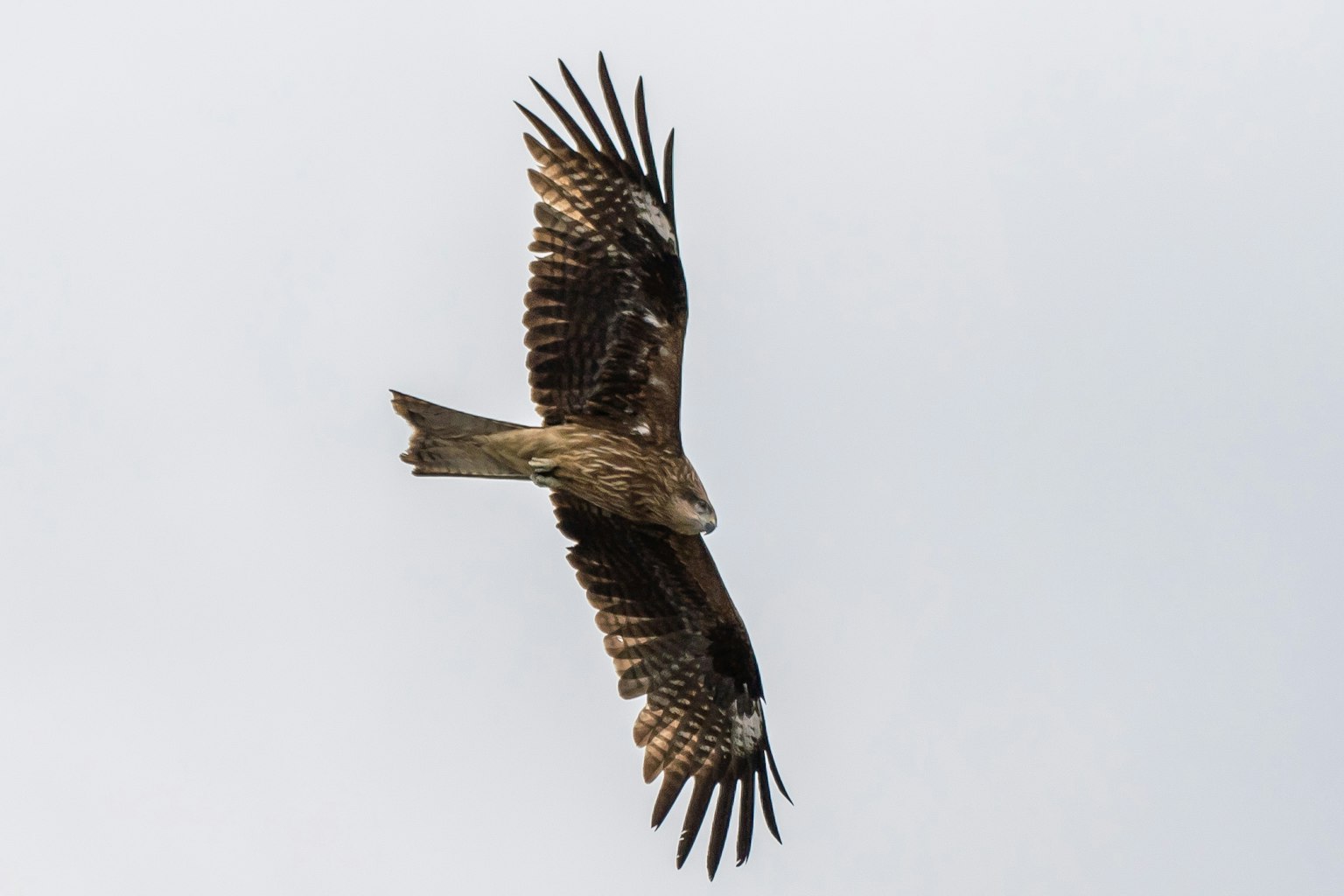 Ein in den Himmel schwebender Falke aus der Vogelperspektive