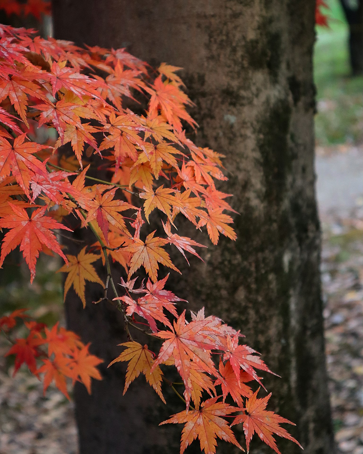 Bunte Herbstblätter am Baumstamm