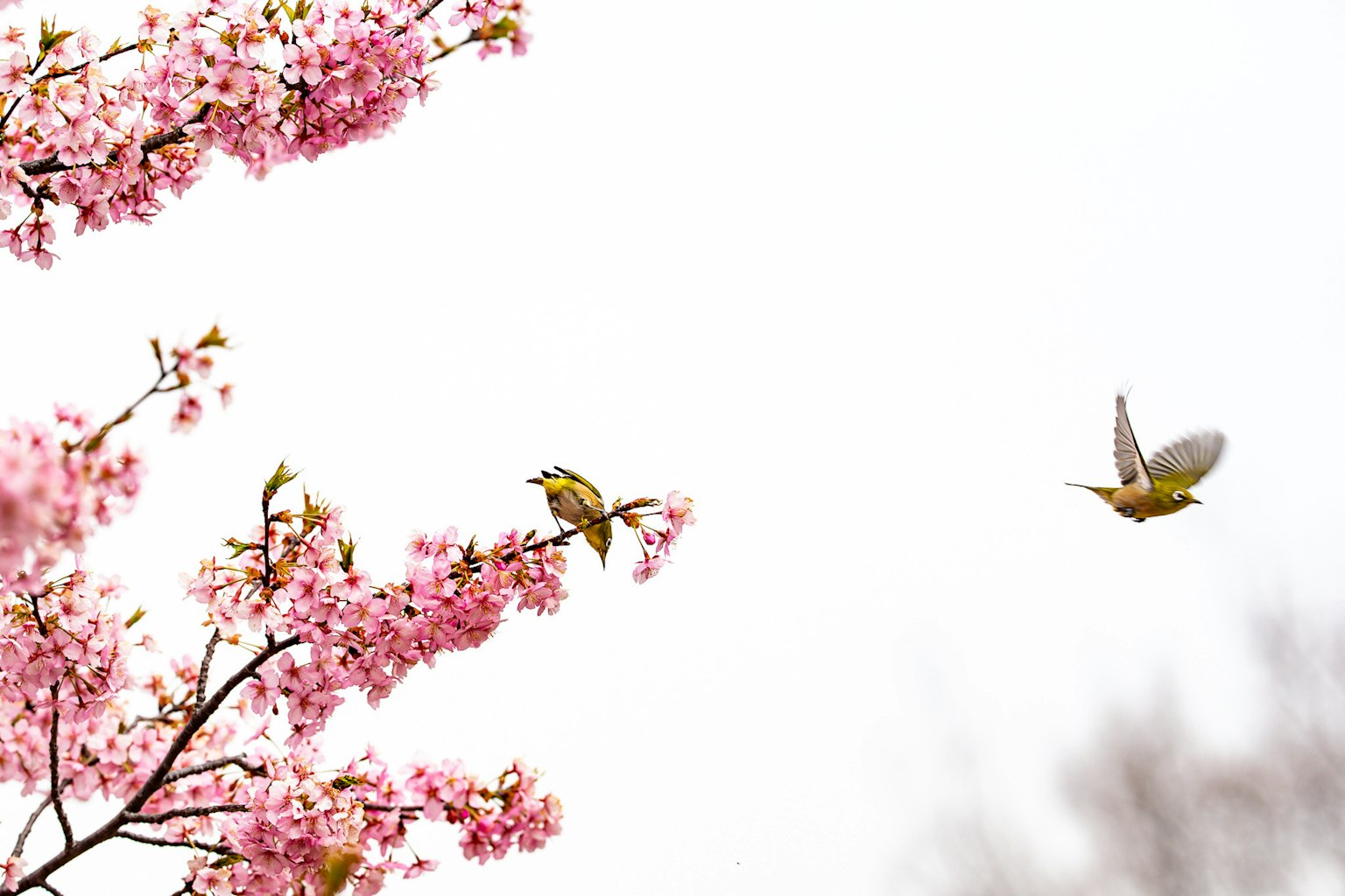 Scena primaverile con fiori di ciliegio e un uccello in volo