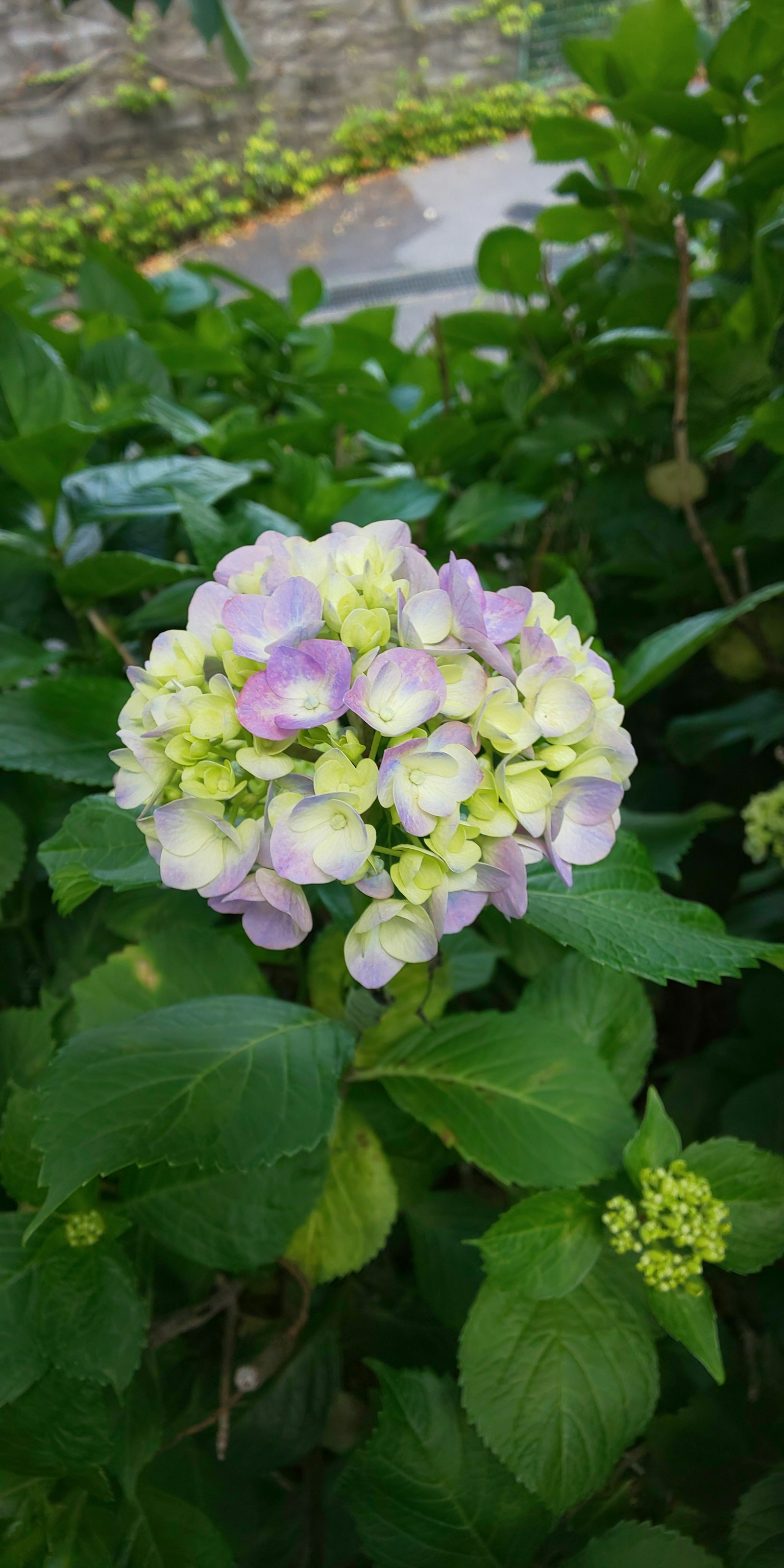 Fiore di ortensia con sfumature viola e verde che fiorisce tra le foglie