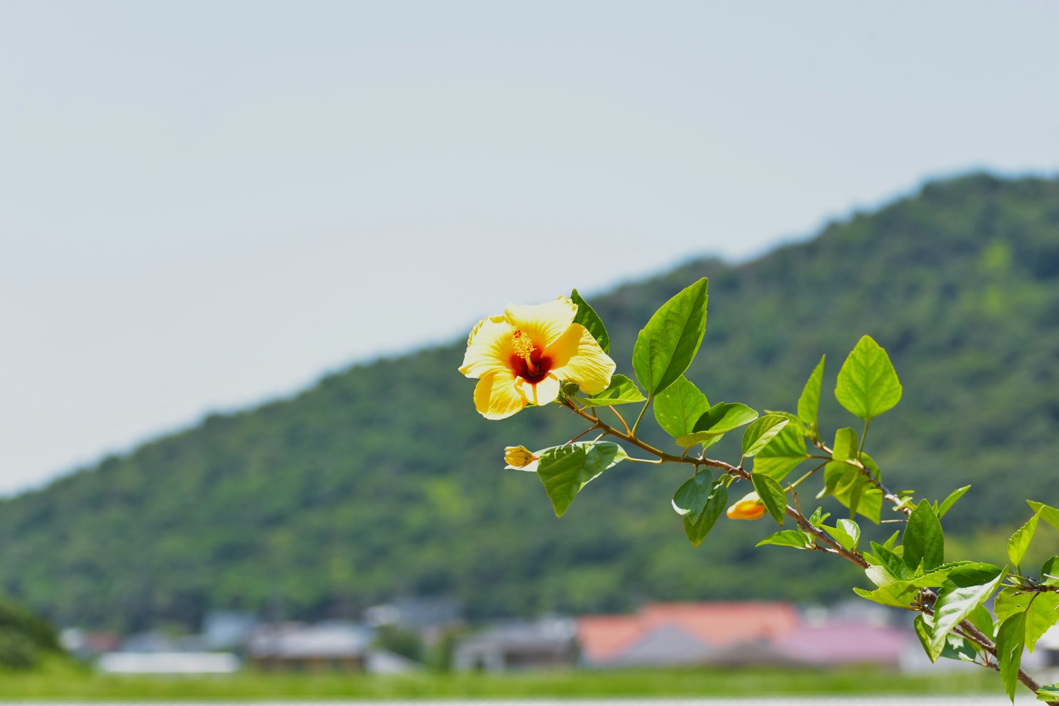 Fiore di ibisco giallo con sfondo di montagna verde