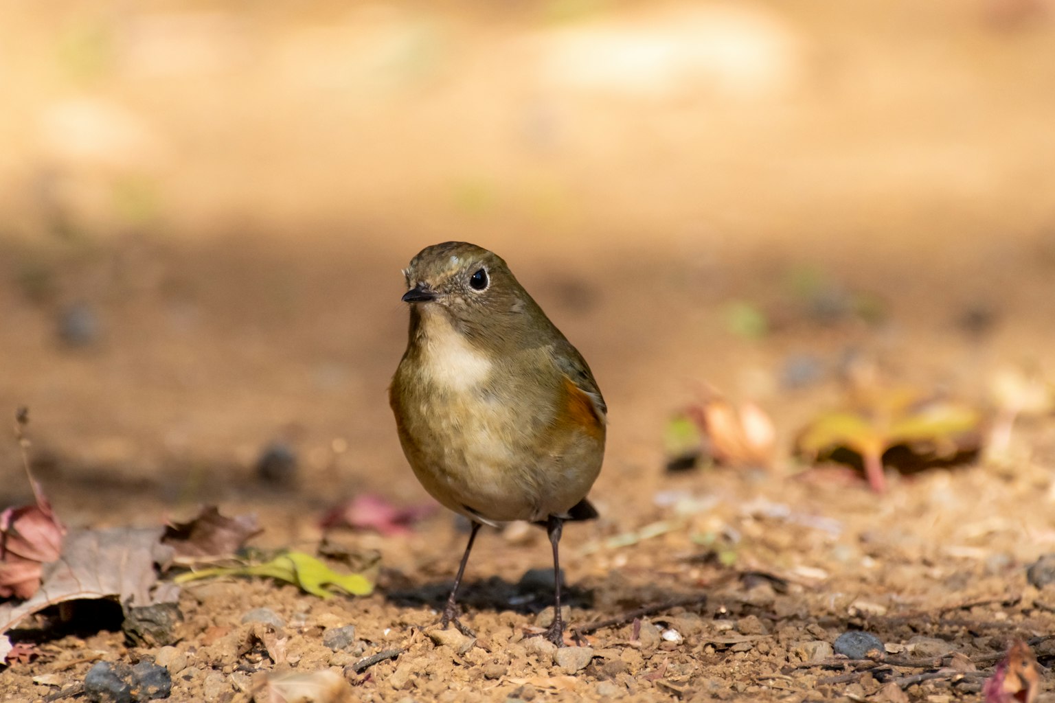 Un petit oiseau se tenant sur le sol avec des plumes brunes et un ventre crème