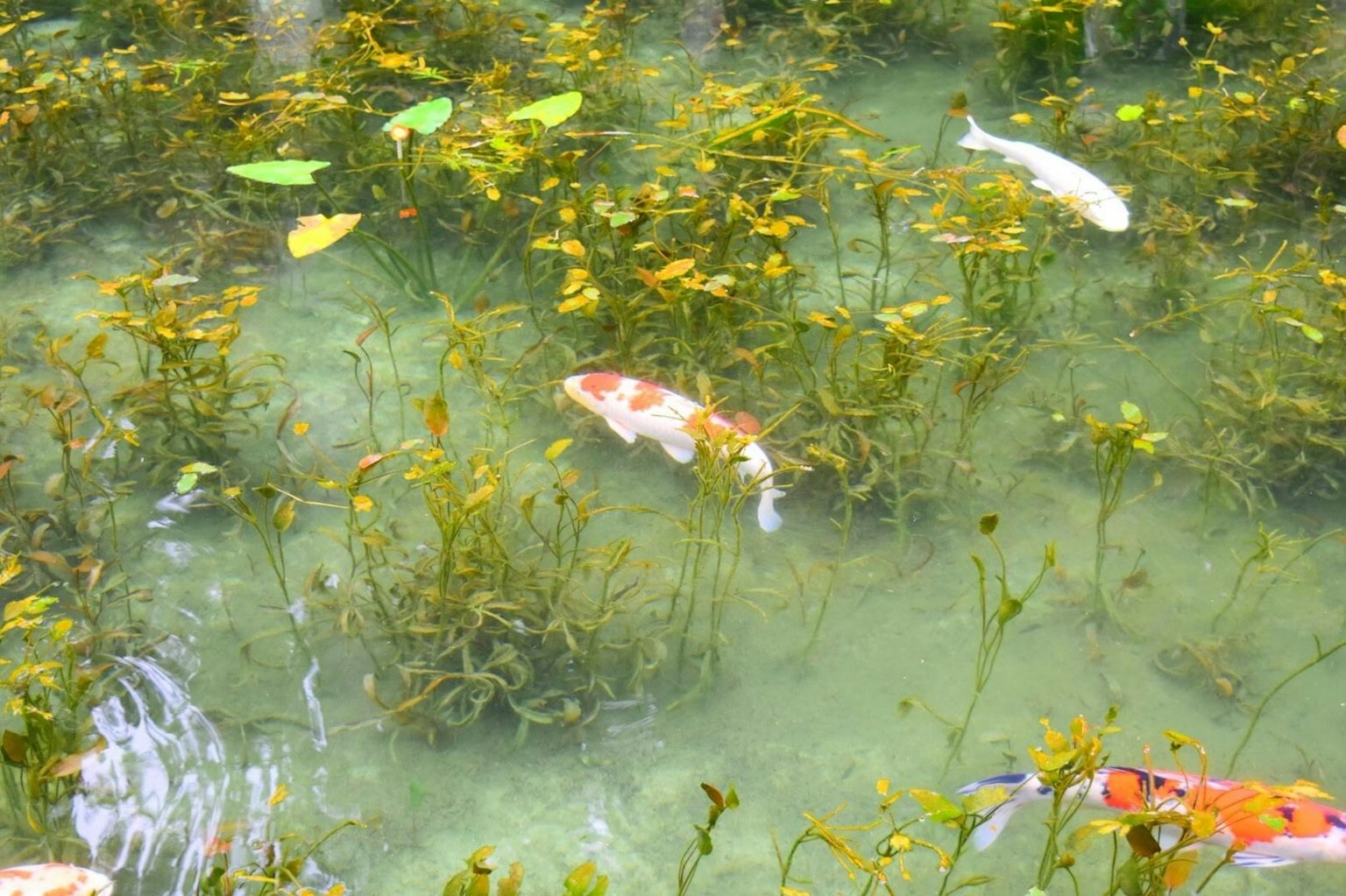 Peces koi nadando entre plantas acuáticas con hojas de lirio verde