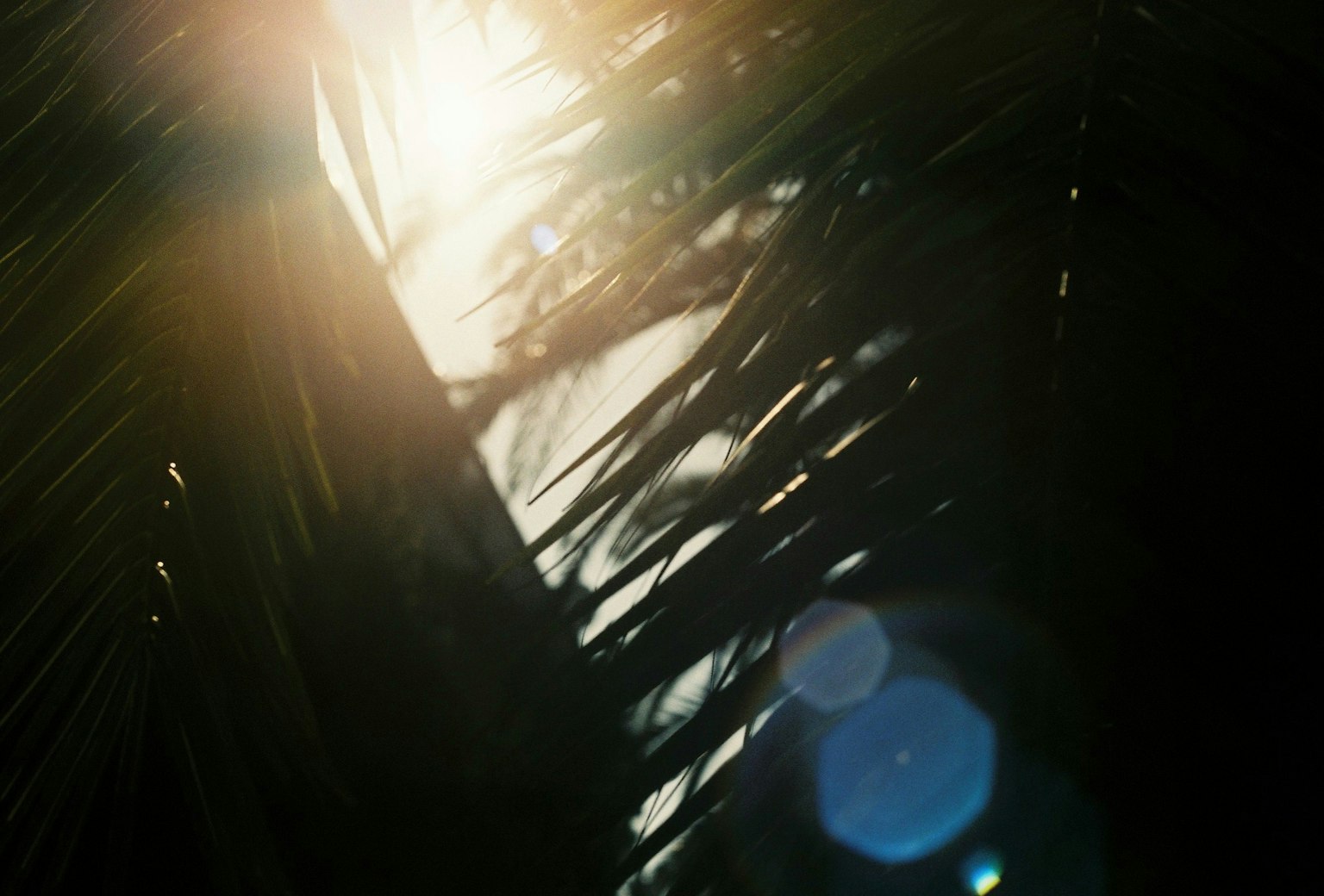 Silhouette de feuilles avec lumière du soleil et flare d'objectif