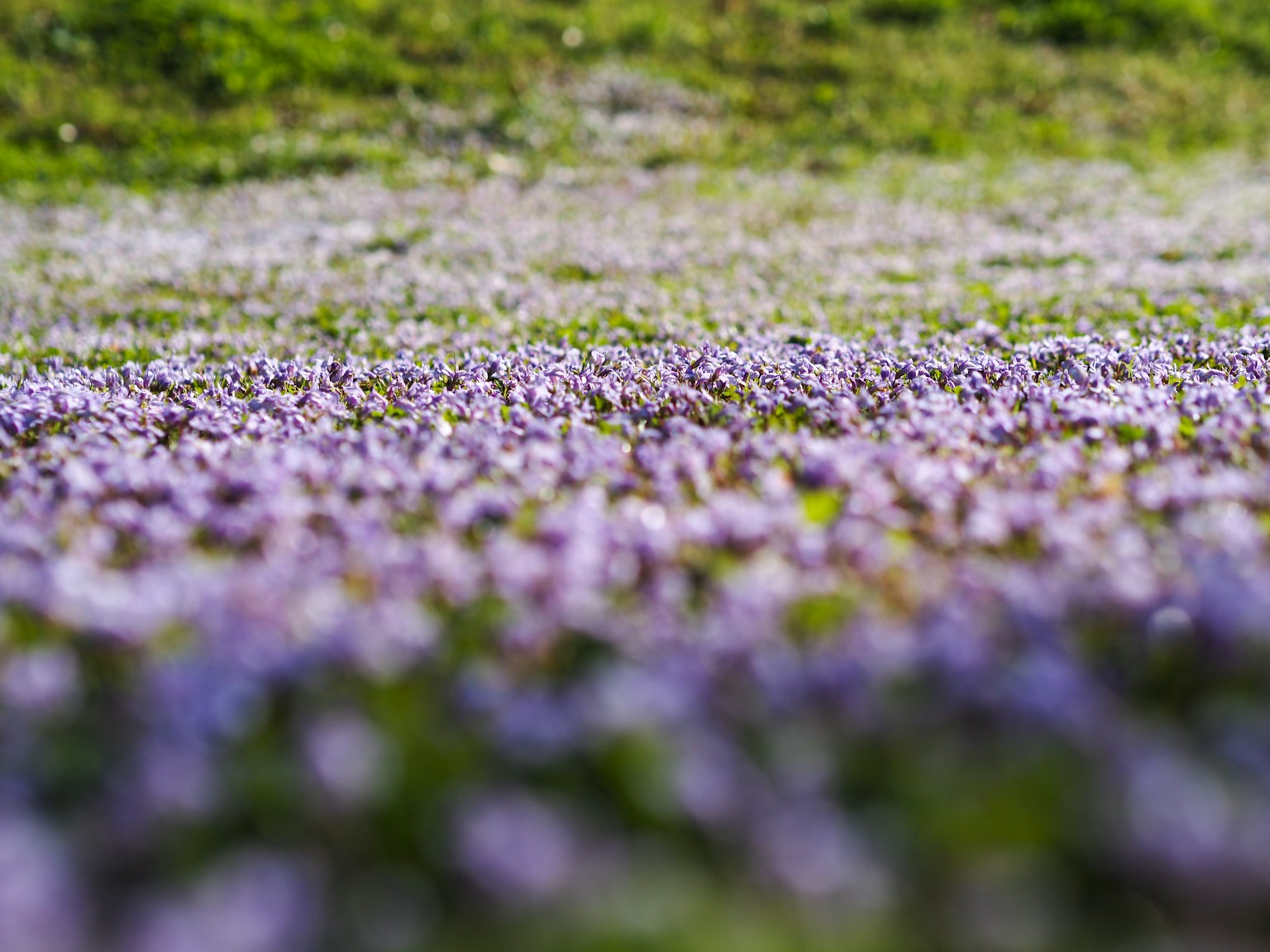 Un paesaggio di fiori viola che sbocciano in un campo erboso